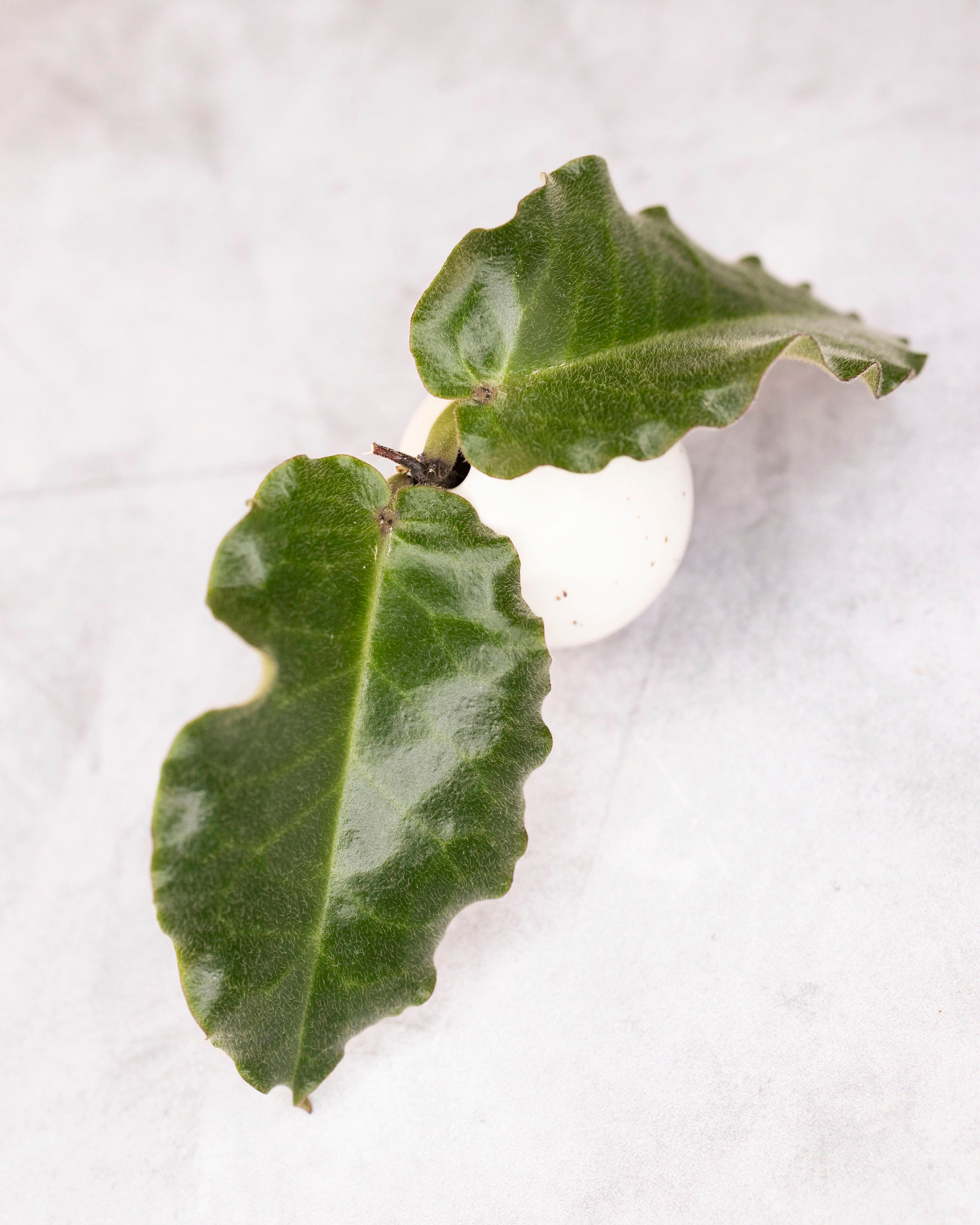 Hoya versteegii