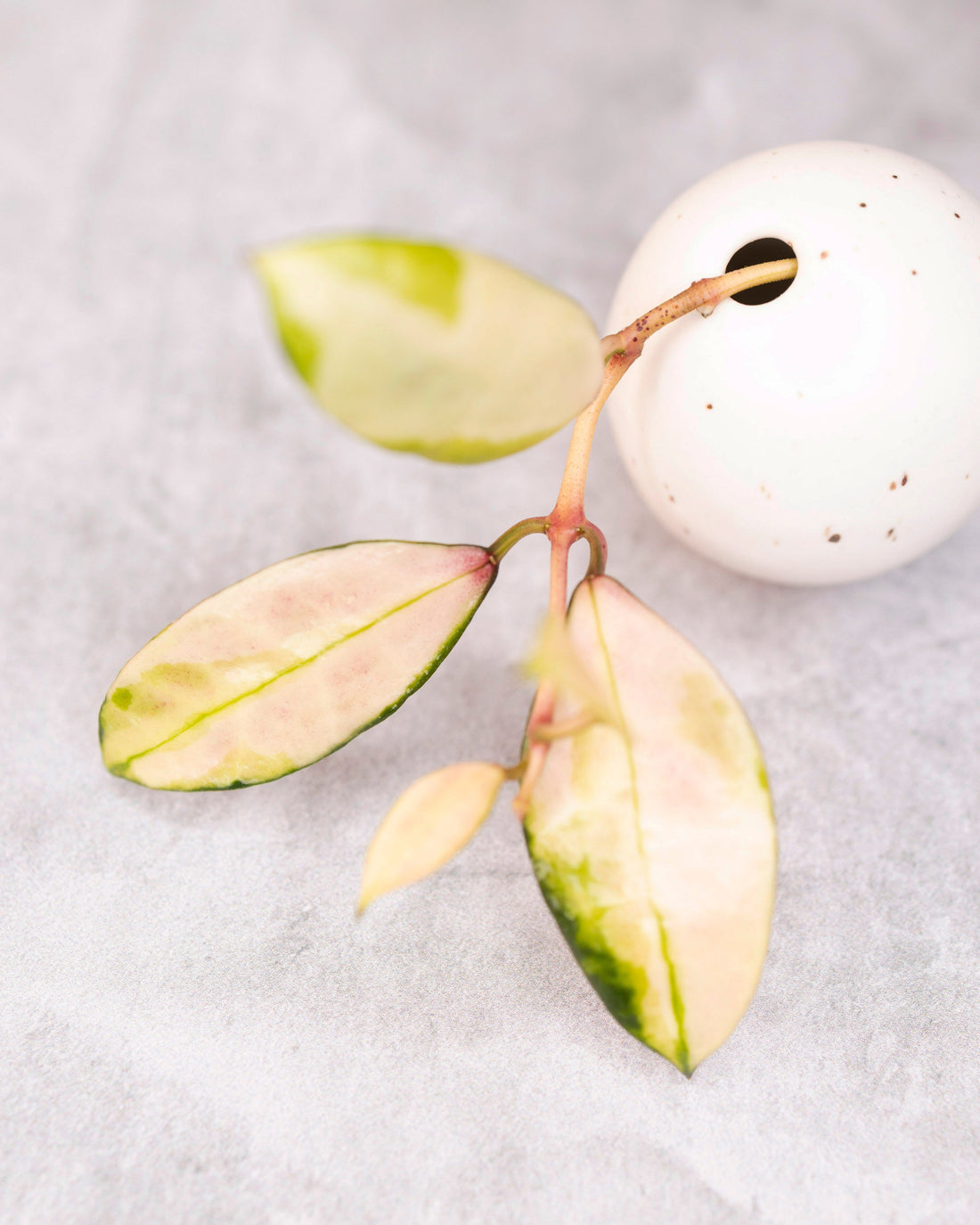 Hoya walliniana (variegated)
