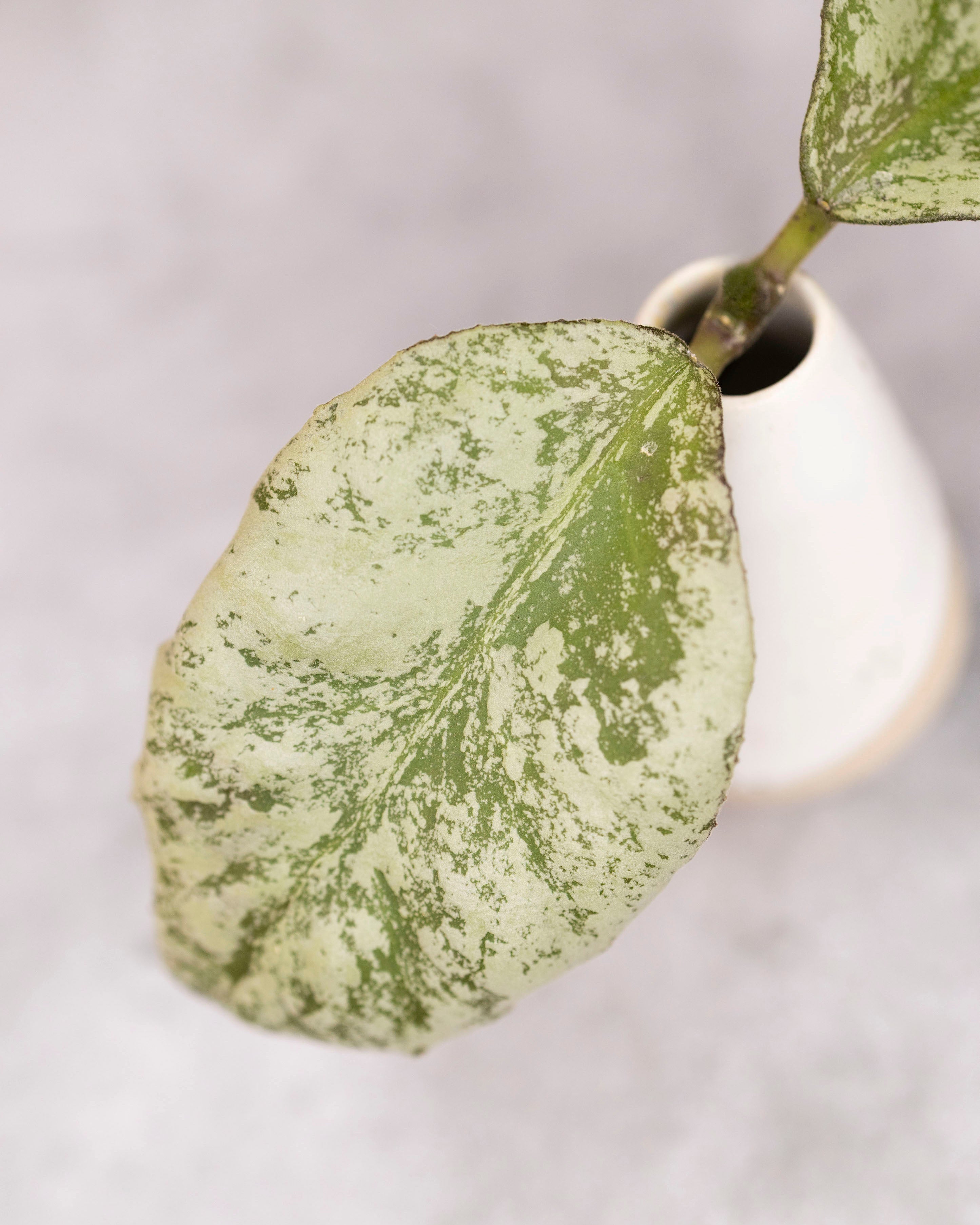 Hoya waymaniae &