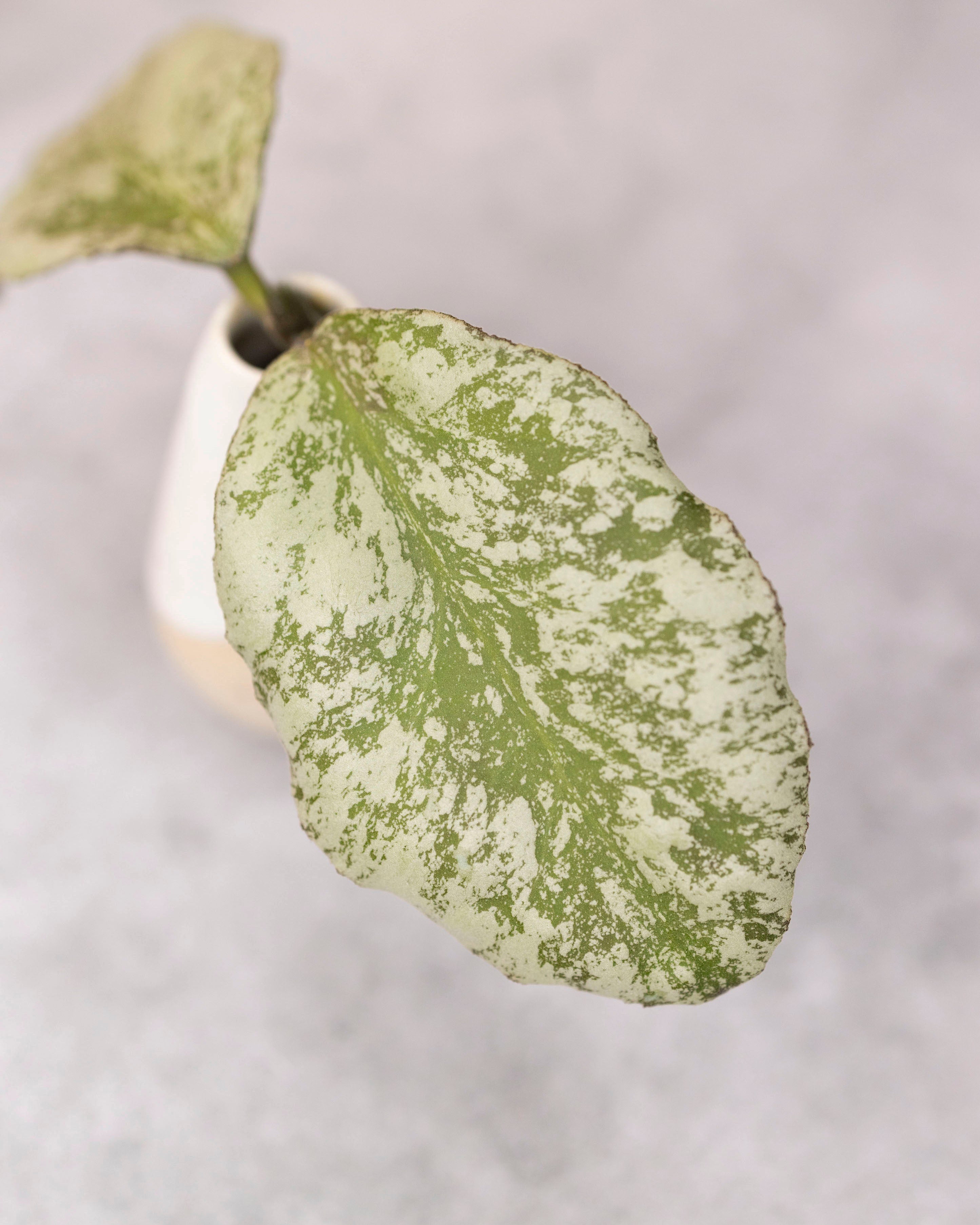 Hoya waymaniae &