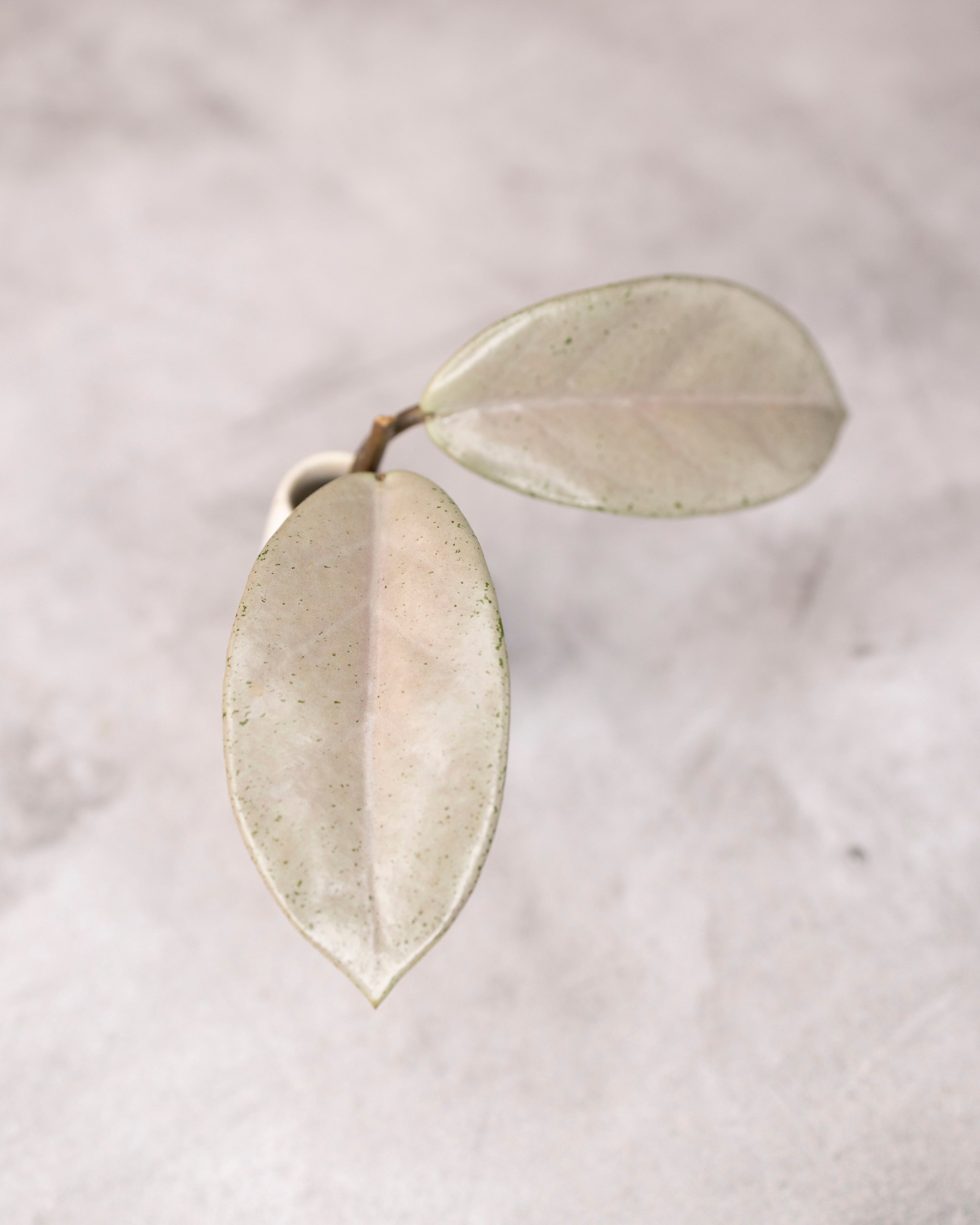 Hoya carnosa &
