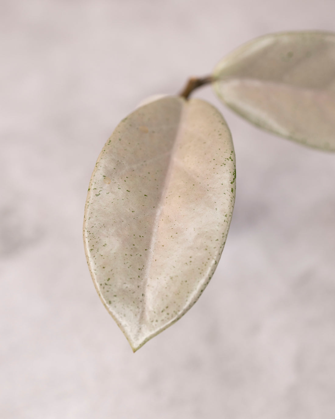 Hoya carnosa &