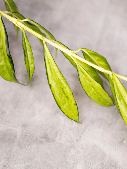 Hoya yingjiangensis (Variegated)