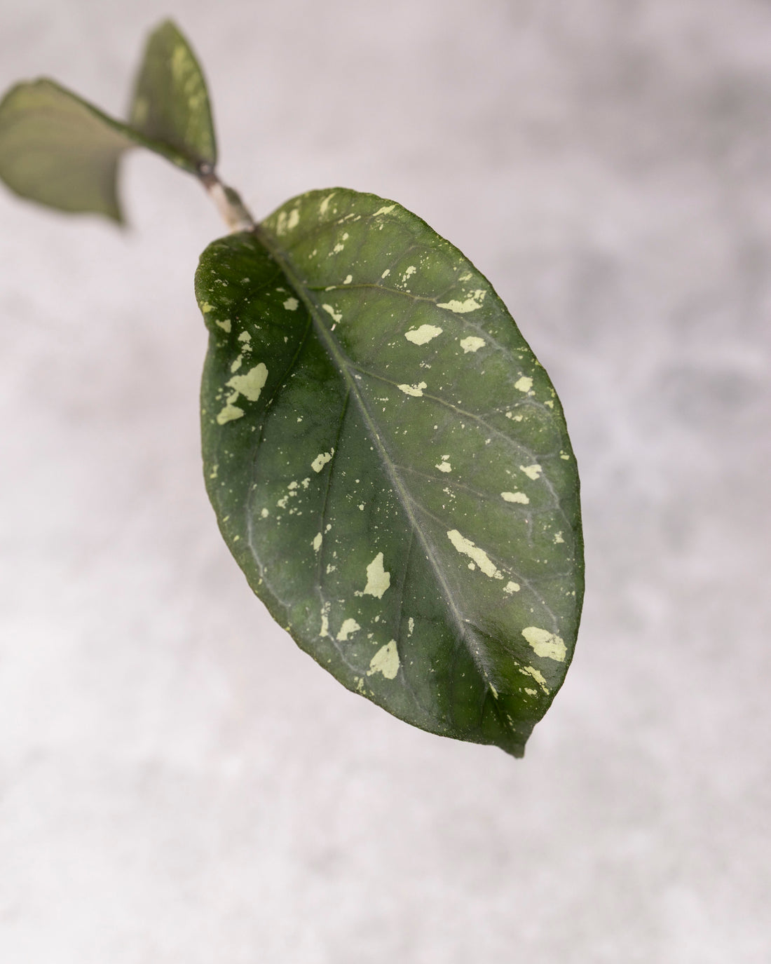 Hoya sp. Aceh &