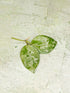 Hoya Lacunosa Sweet Love