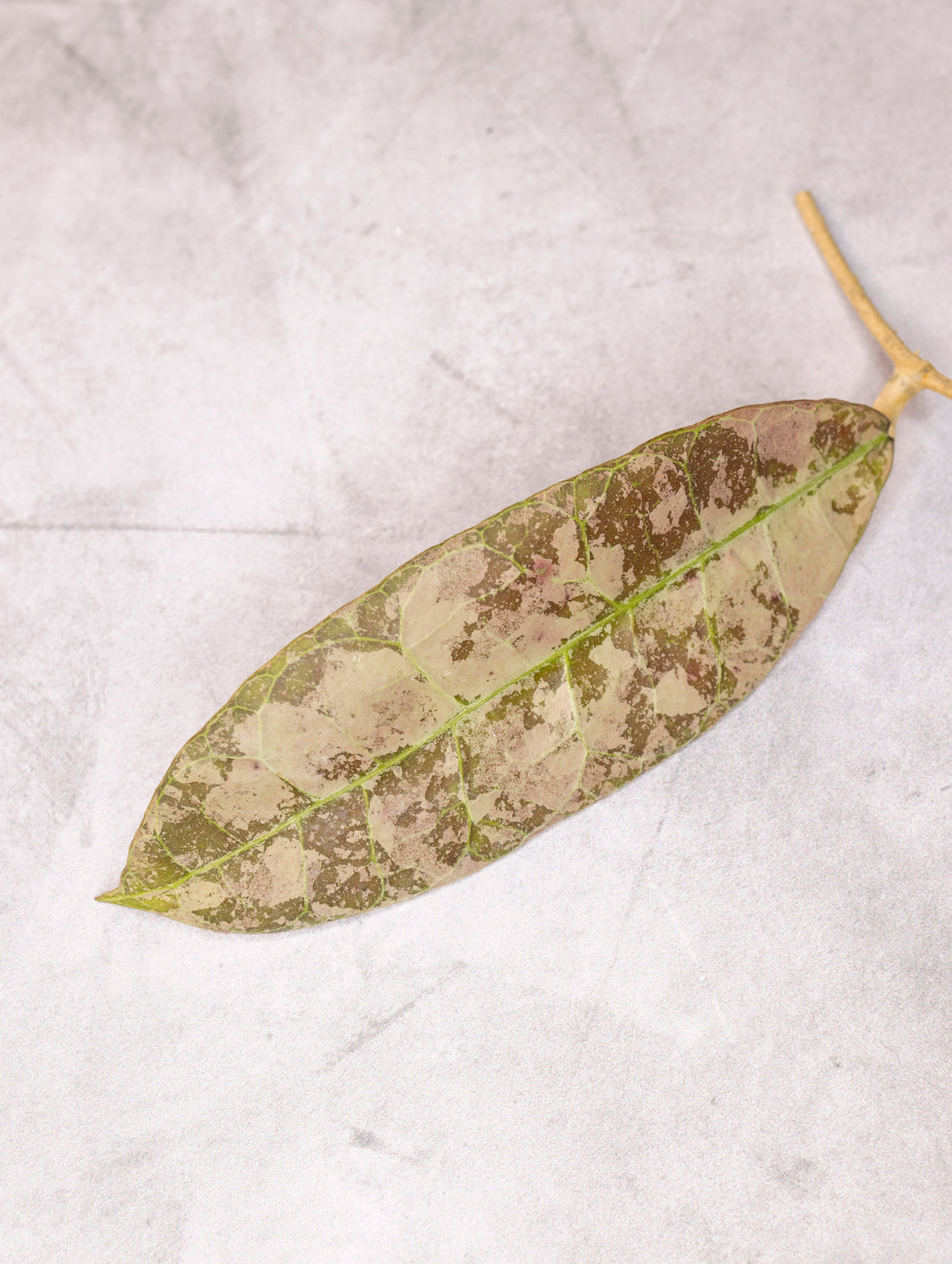 Hoya aff lambii (splash)