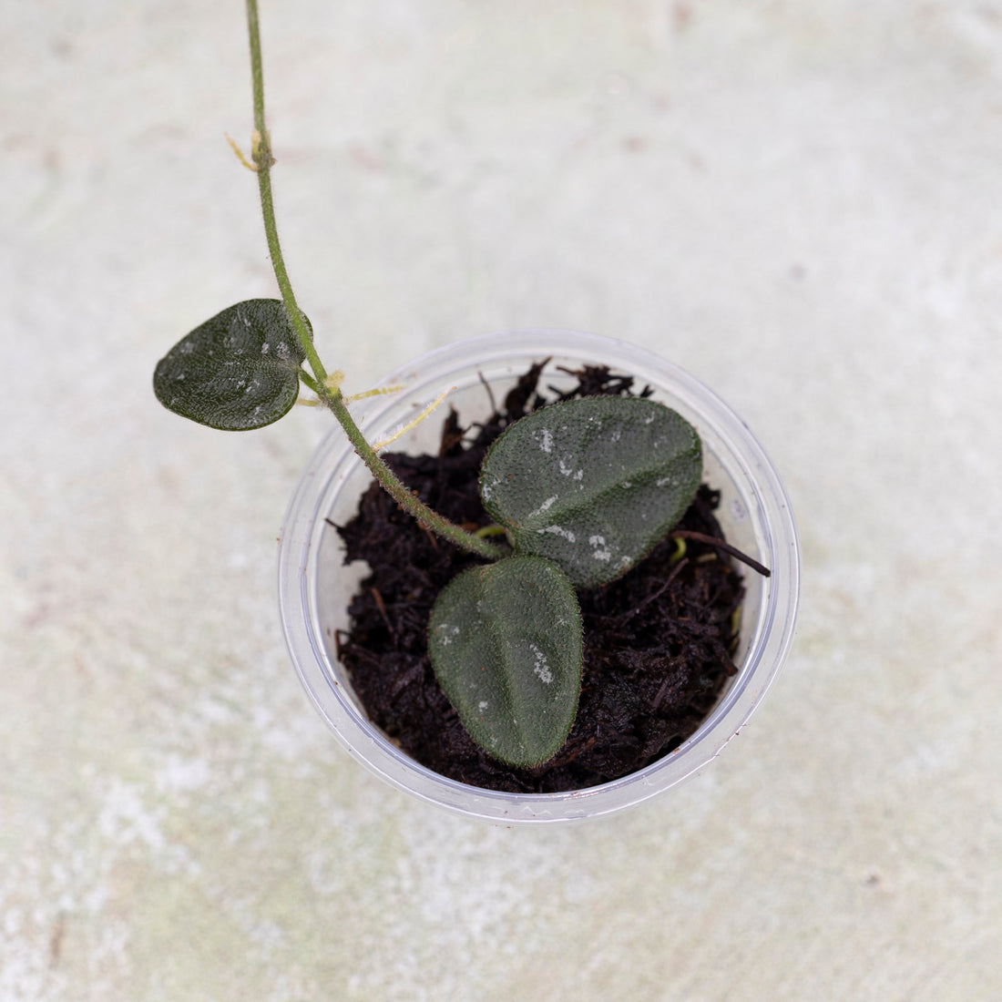 Hoya aff Tengchongensis