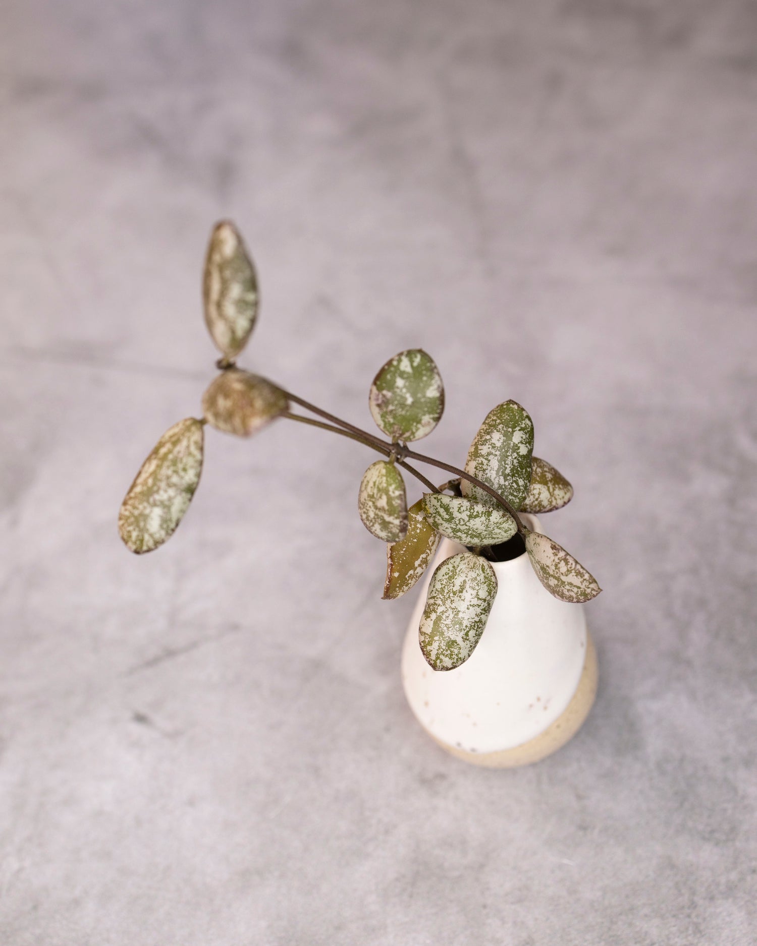 Hoya aff. Puberula (High Splash)