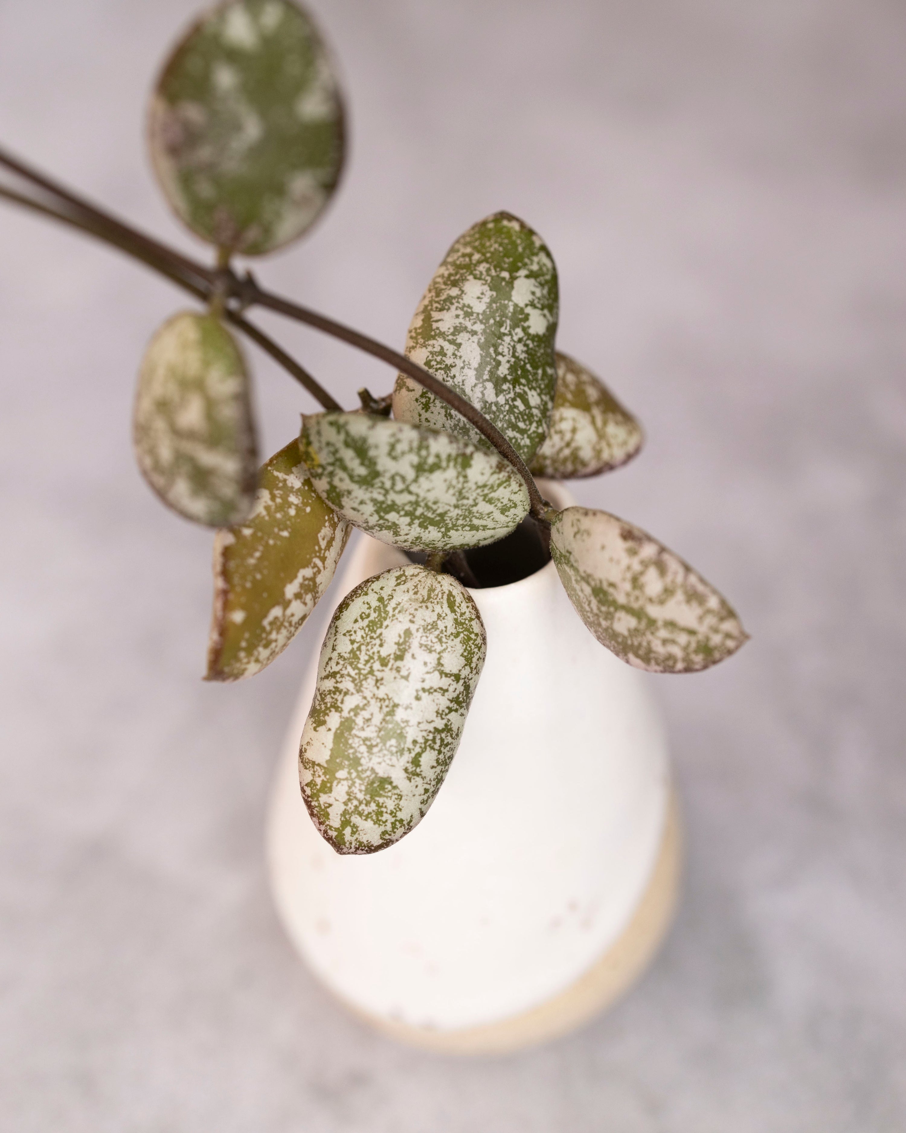 Hoya aff. Puberula (High Splash)