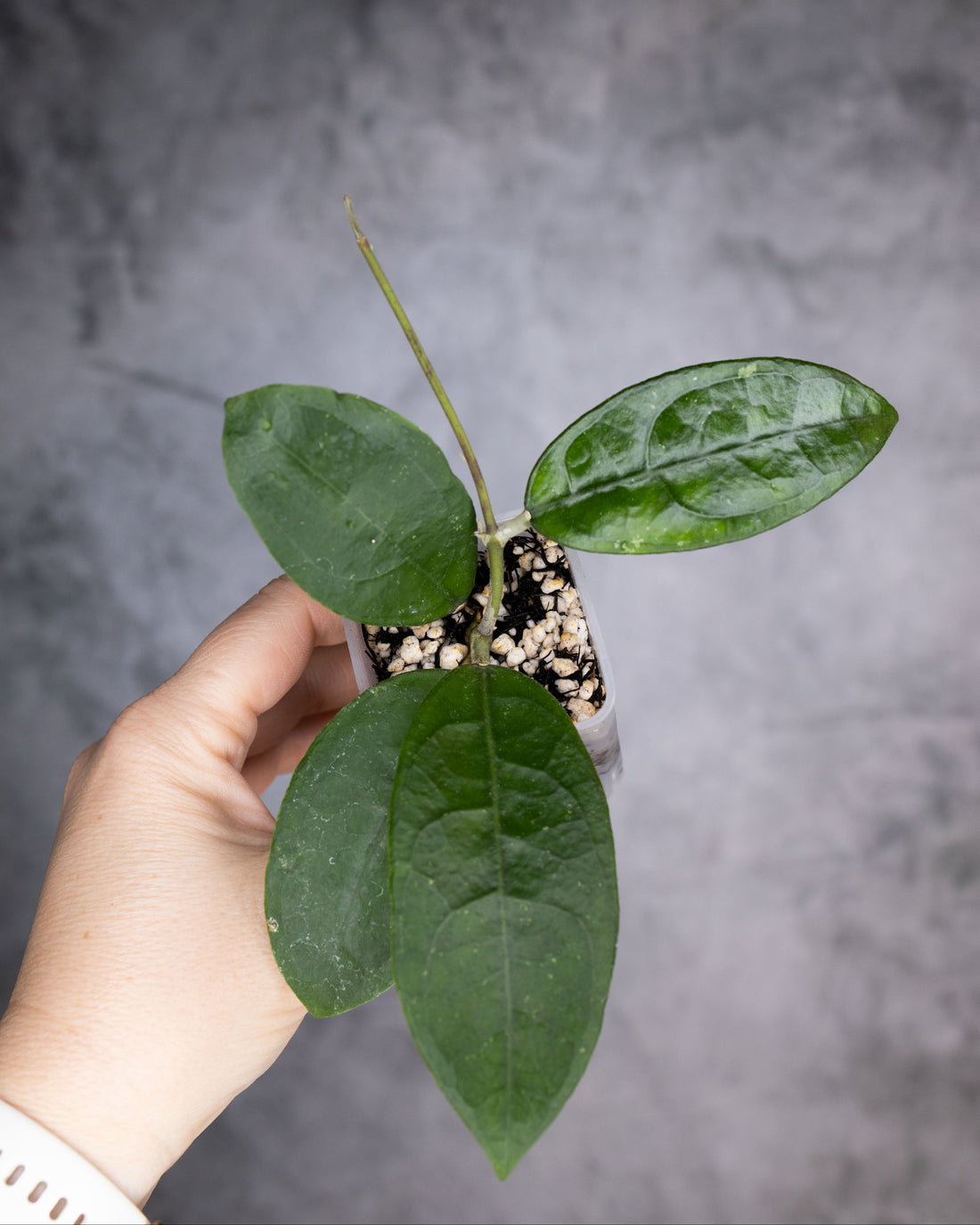 Hoya aff Vitellina Round
