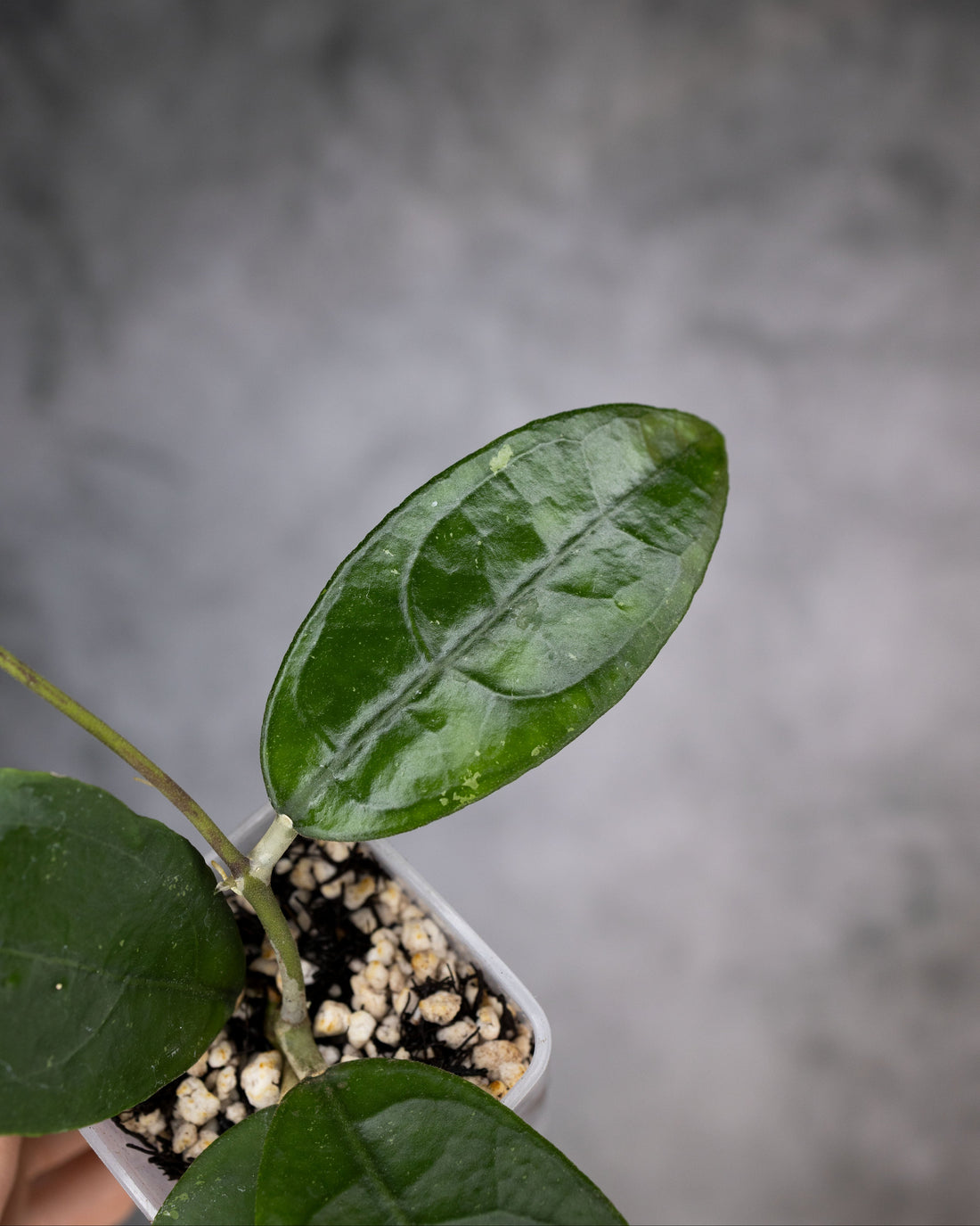hoya aff Vitellina Round Leaf