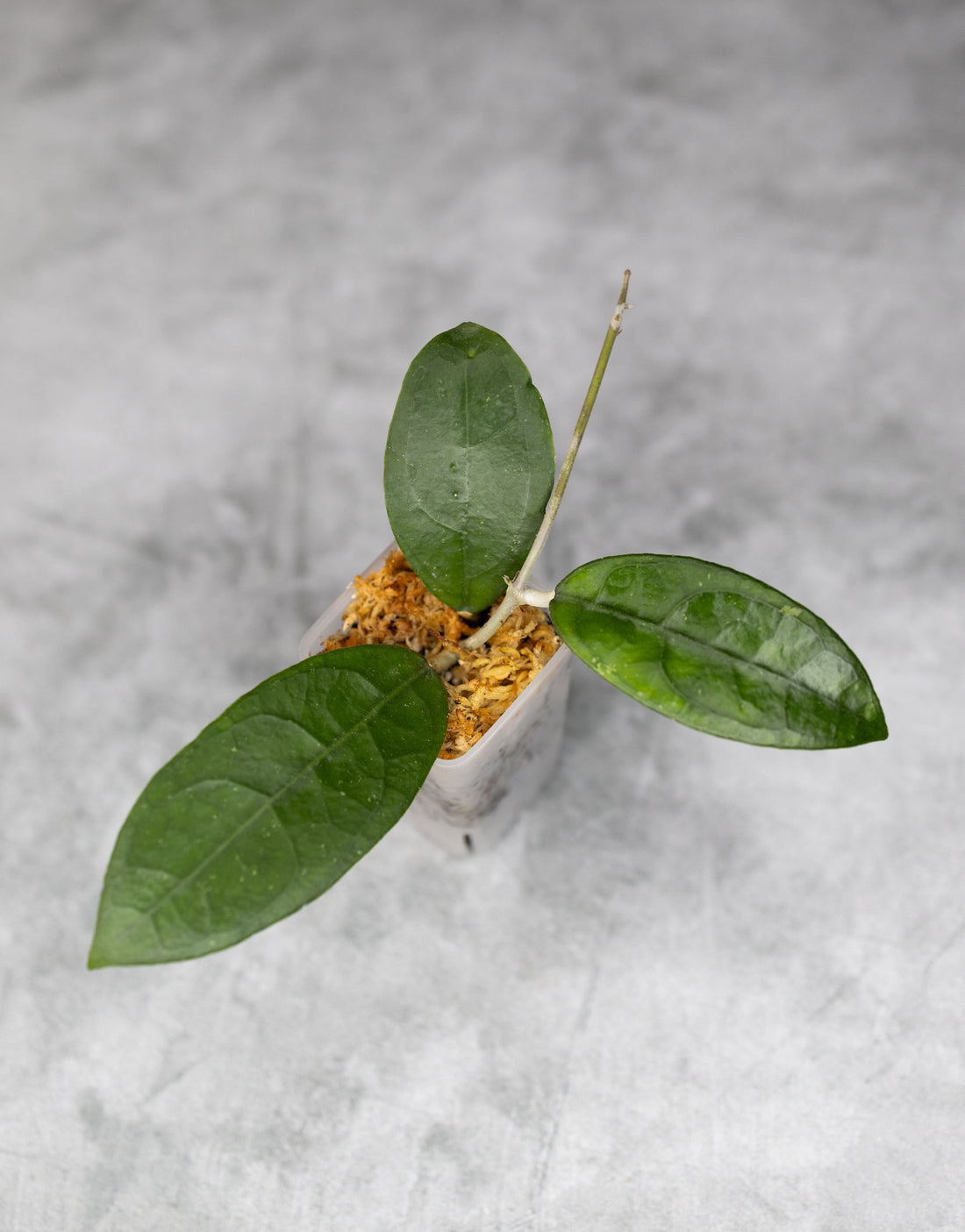 Hoya aff. Vitellina (Round Leaf)