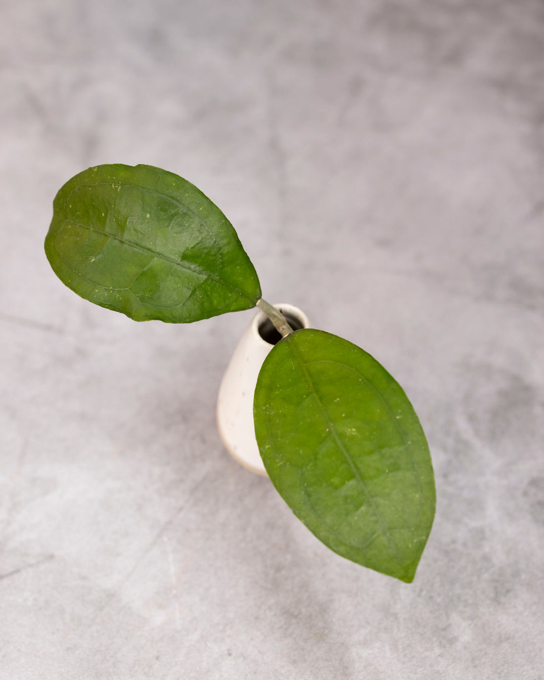Hoya aff. Vitellina (Round Leaf)