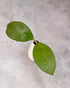 Small potted plant with two green leaves on a gray background