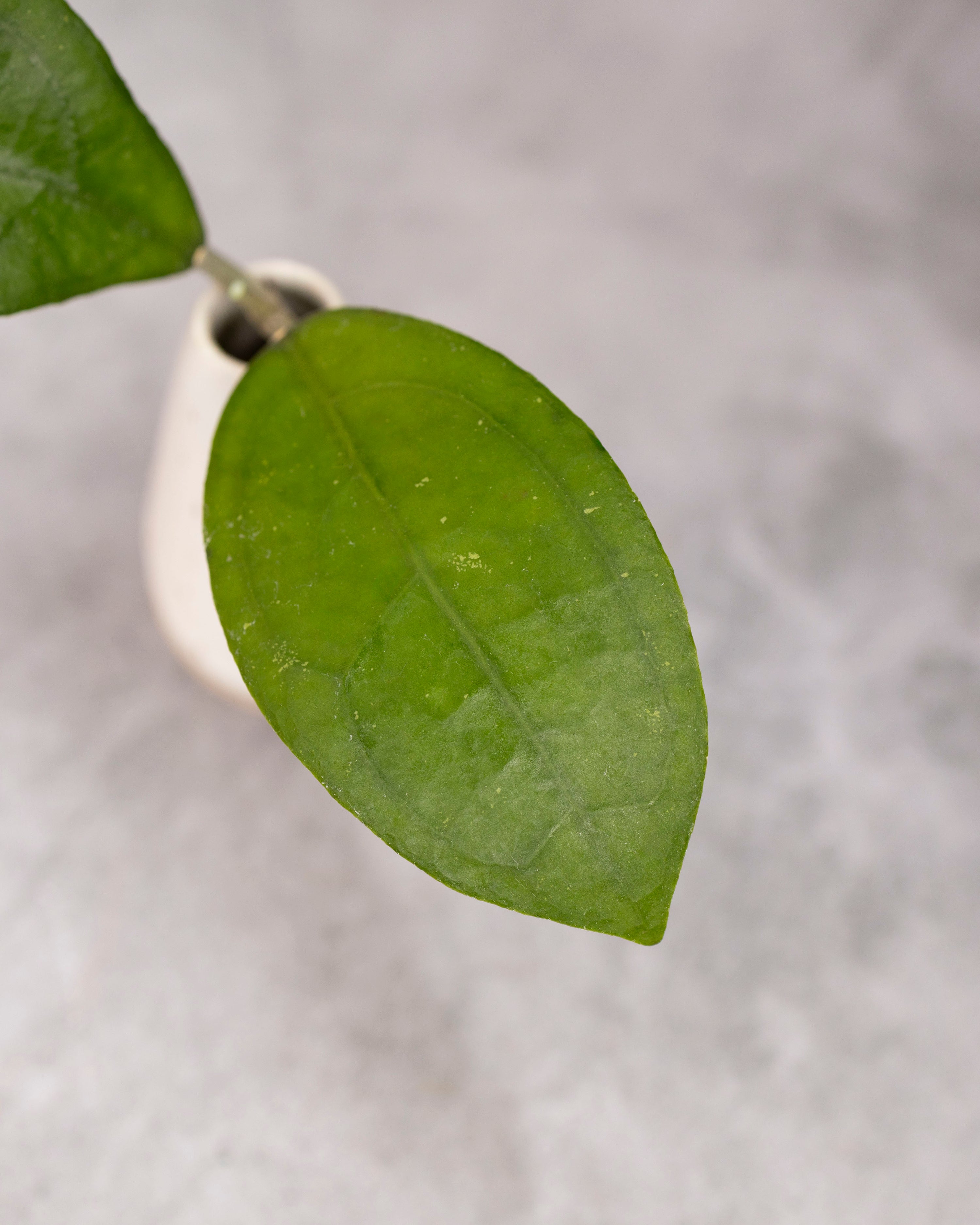Hoya aff. Vitellina (Round Leaf)