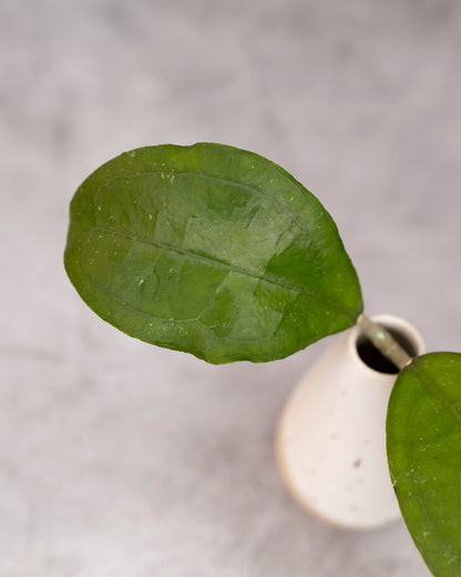 Hoya aff. Vitellina (Round Leaf)