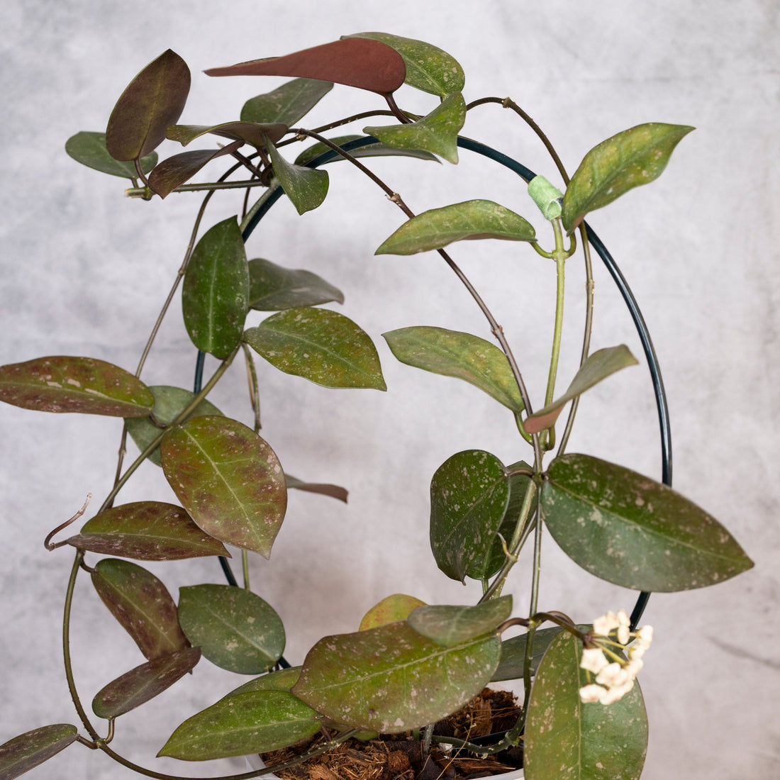 Potted plant with green leaves on a neutral background, Hoya australis x Hoya Elliptica