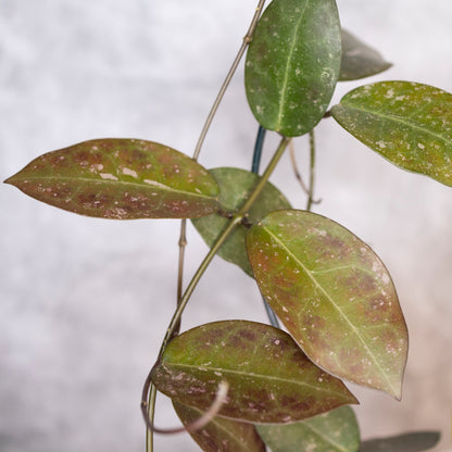 Close-up of green leaves with brown spots on a blurred background, Hoya australis x Hoya Elliptica