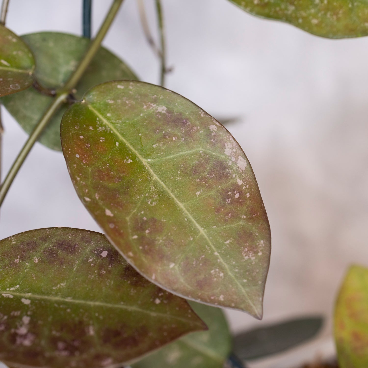 Close-up of a leaf with brown spots and white powdery substance on a blurred background, Hoya australis x Hoya Elliptica