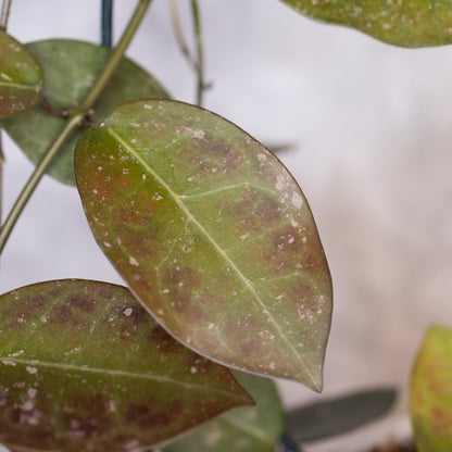 Close-up of a leaf with brown spots and white powdery substance on a blurred background, Hoya australis x Hoya Elliptica