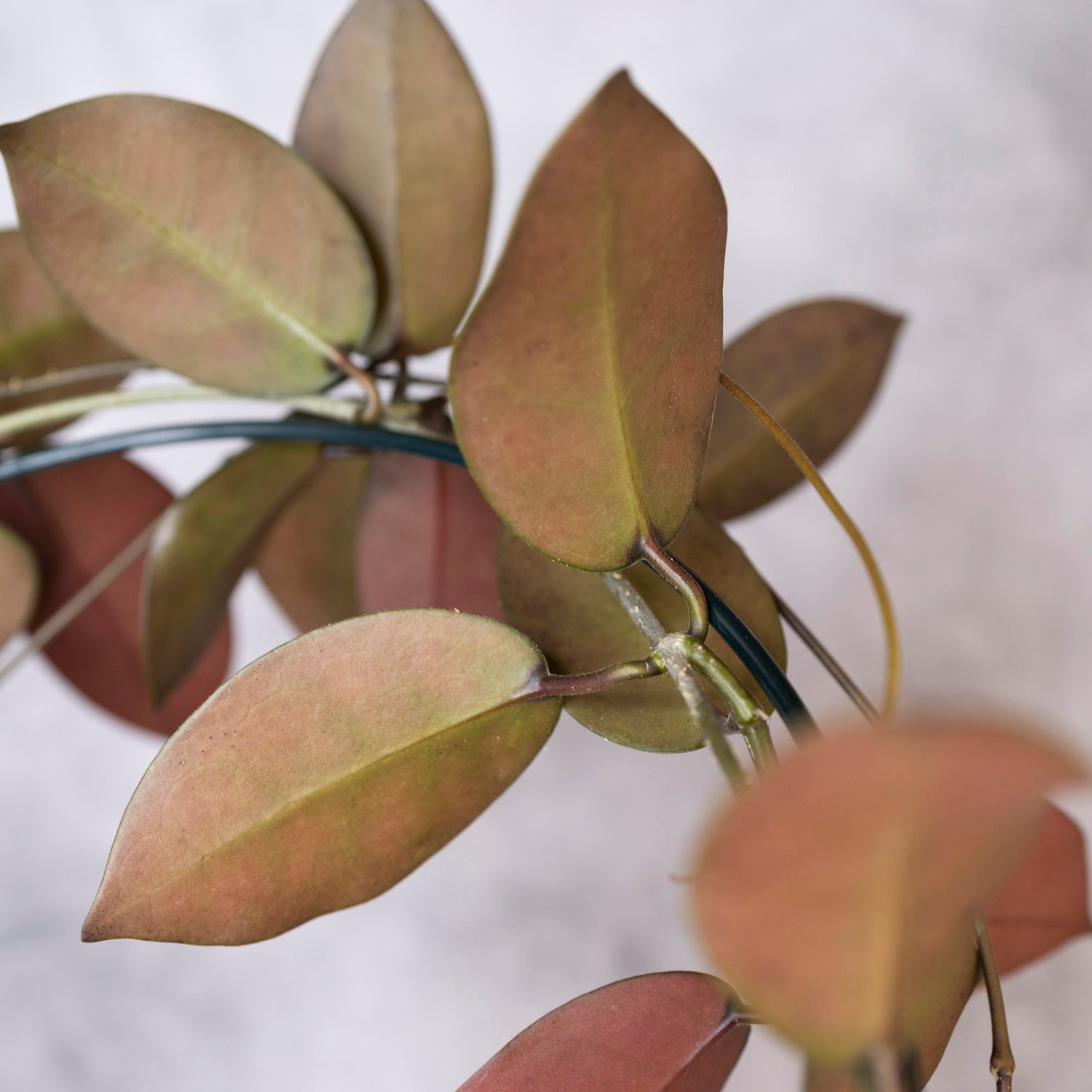 Close-up of a plant with orange leaves on a blurred background, Hoya australis x Hoya Elliptica