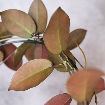 Close-up of a plant with orange leaves on a blurred background, Hoya australis x Hoya Elliptica