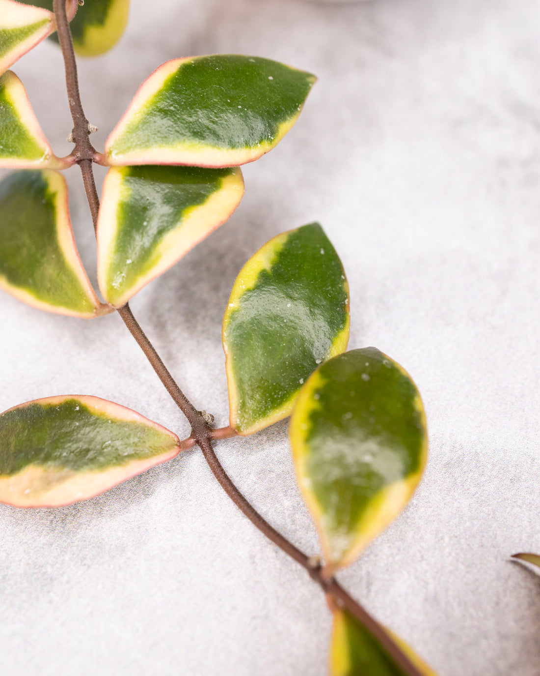 Hoya bakoensis (outer variegated)