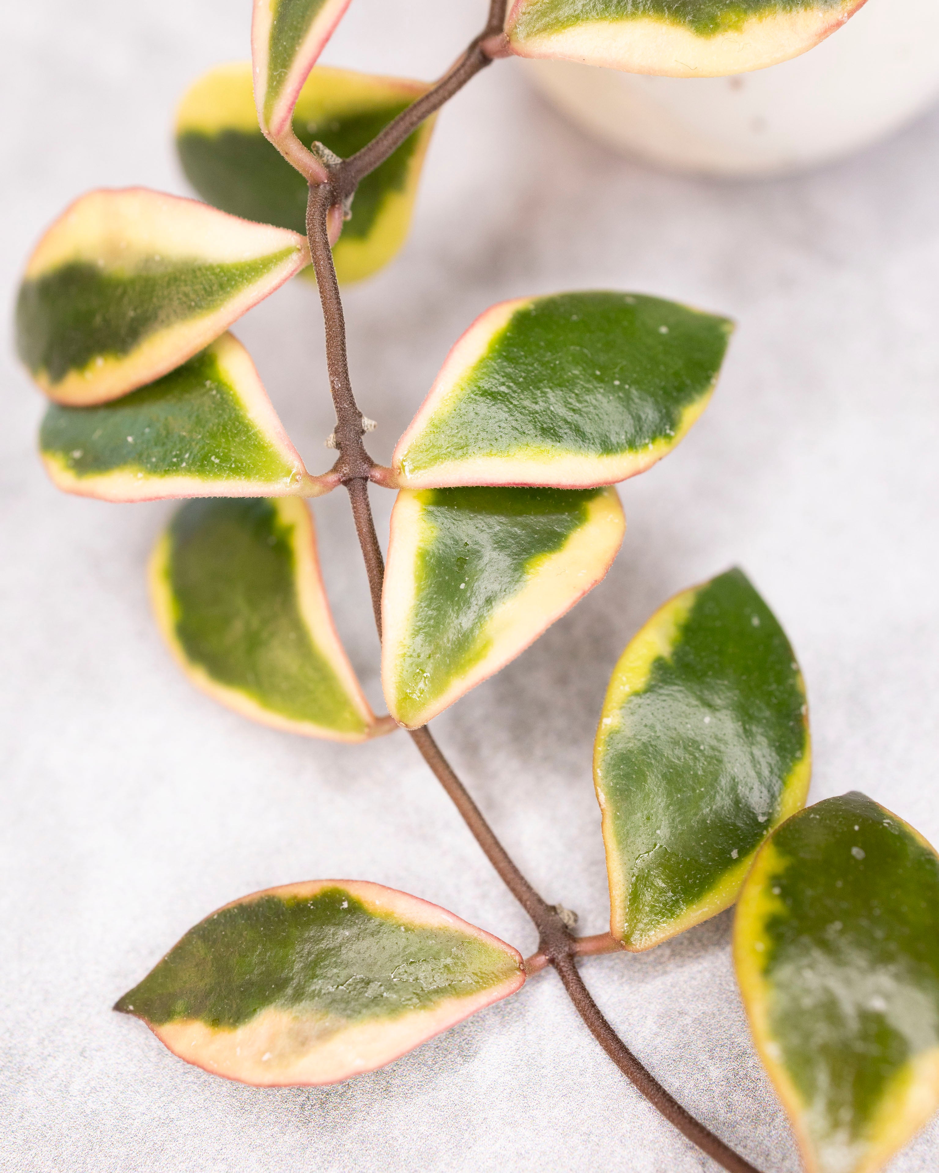 Hoya bakoensis (outer variegated)