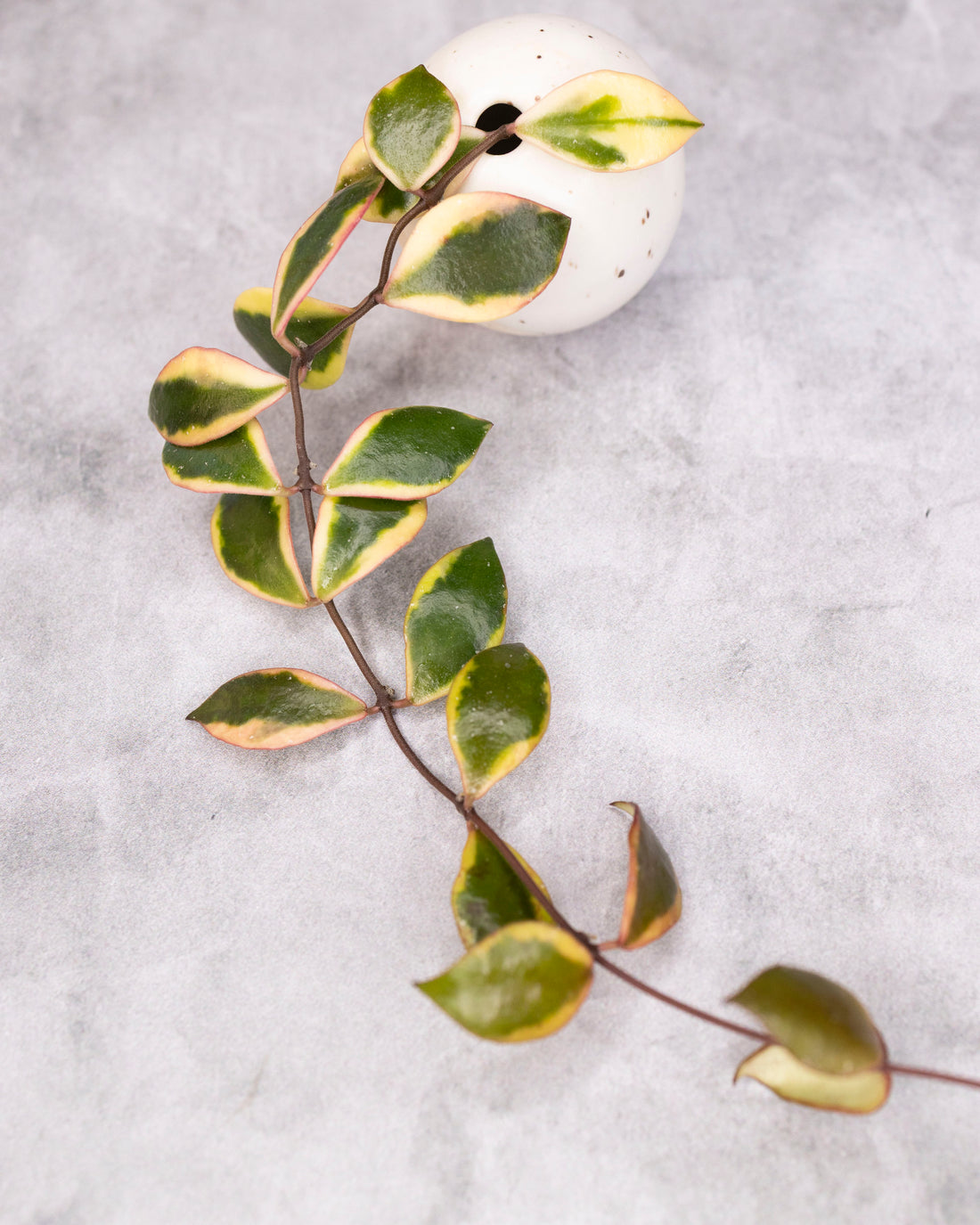 Hoya bakoensis (outer variegated)