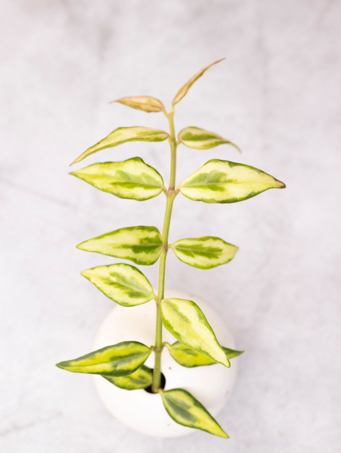 Hoya bella &