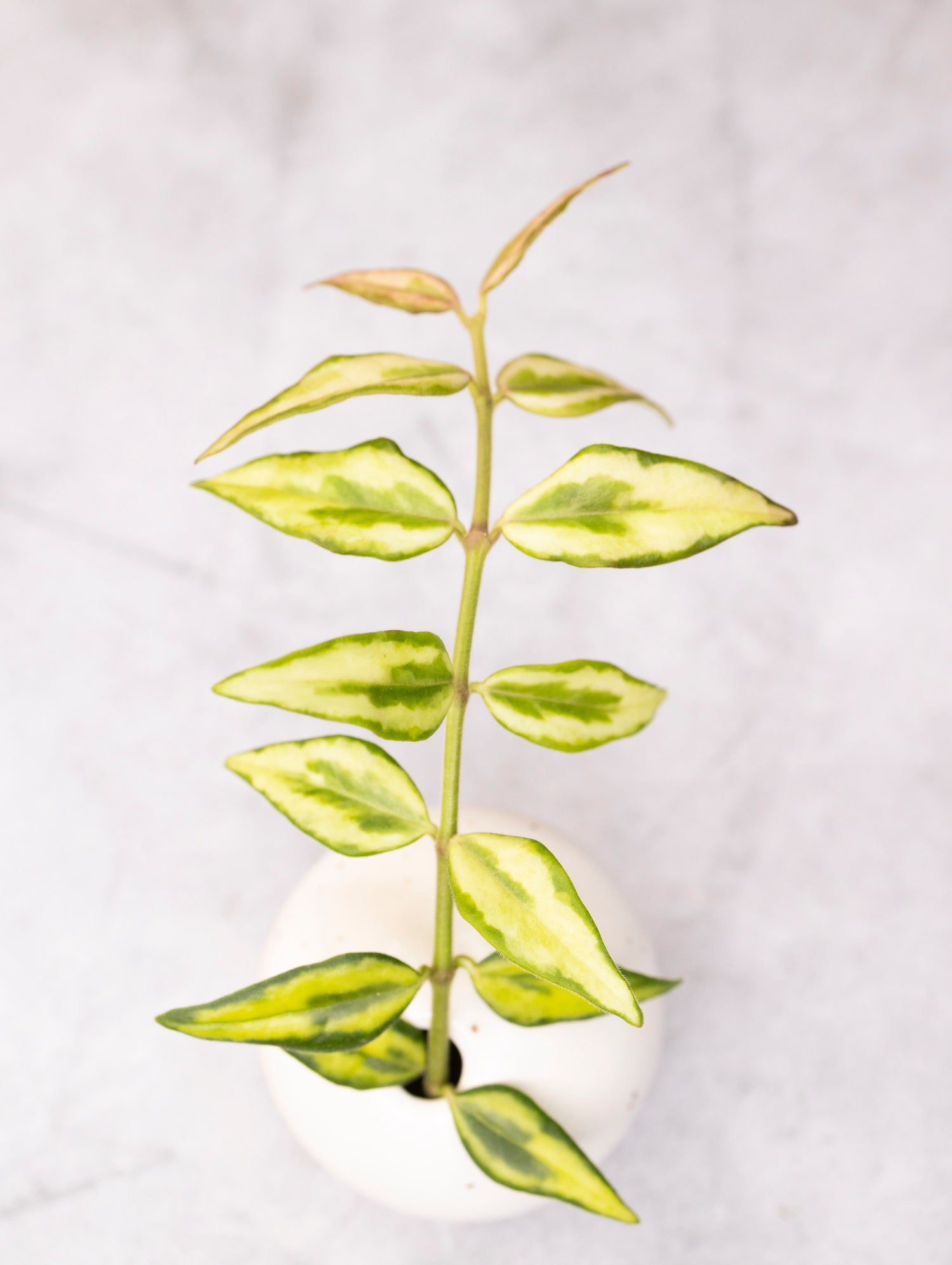 Hoya bella &