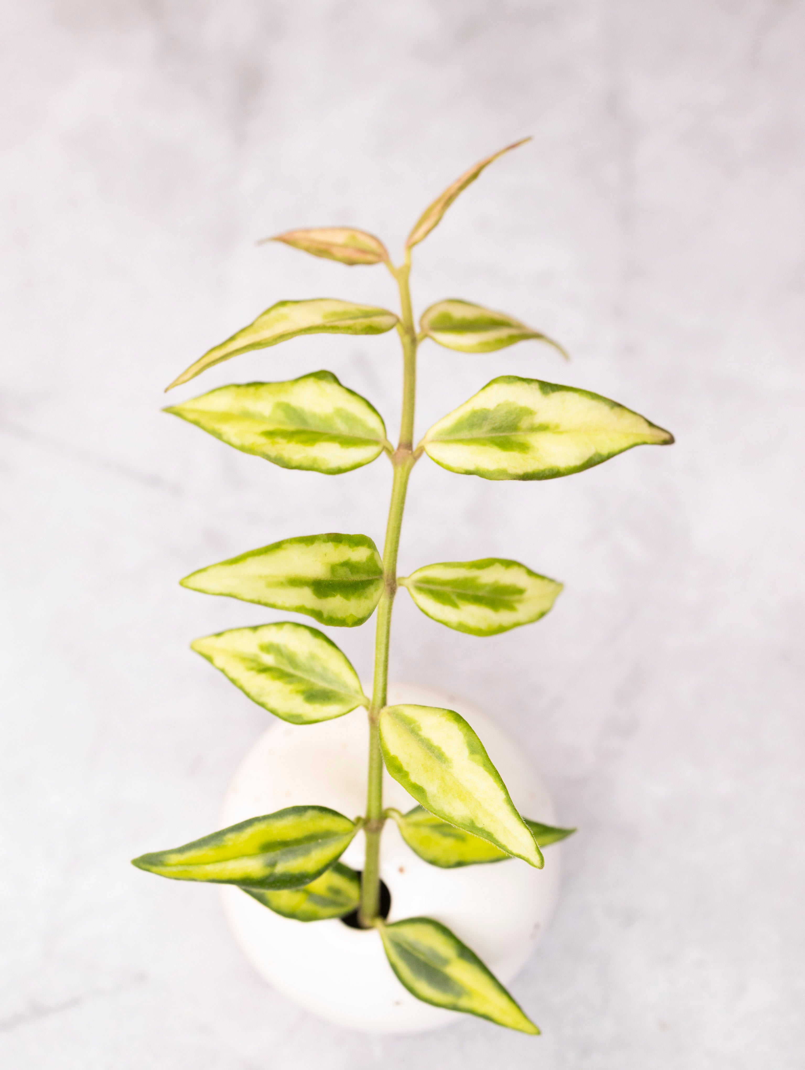 Hoya bella &
