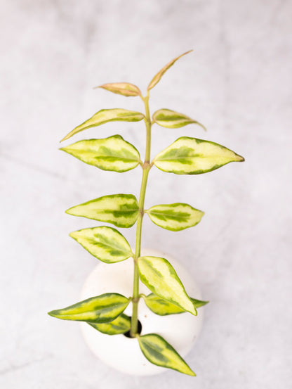 Hoya bella &