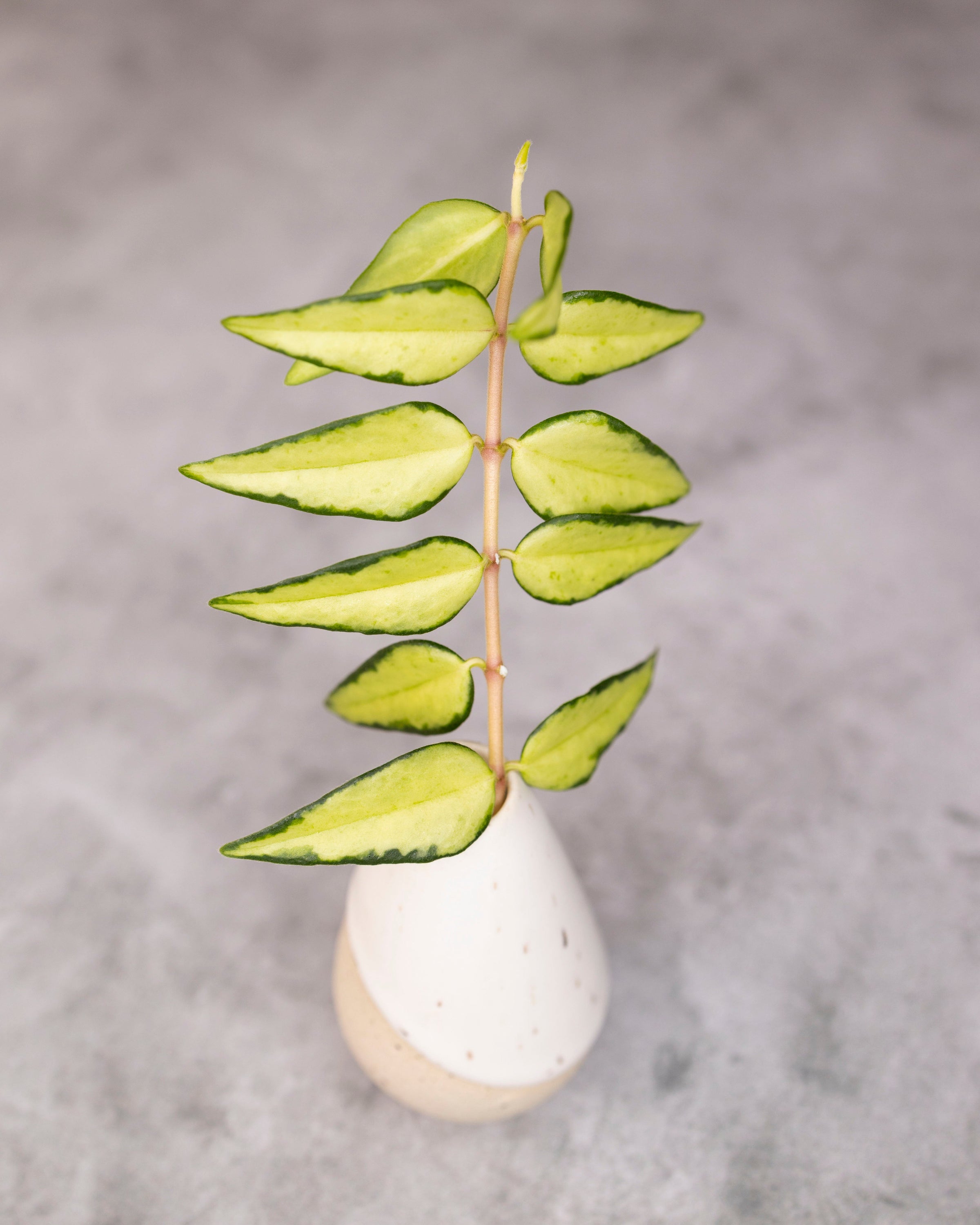 Green leaves in a white vase on a gray background