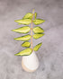 Green leaves in a white vase on a gray background