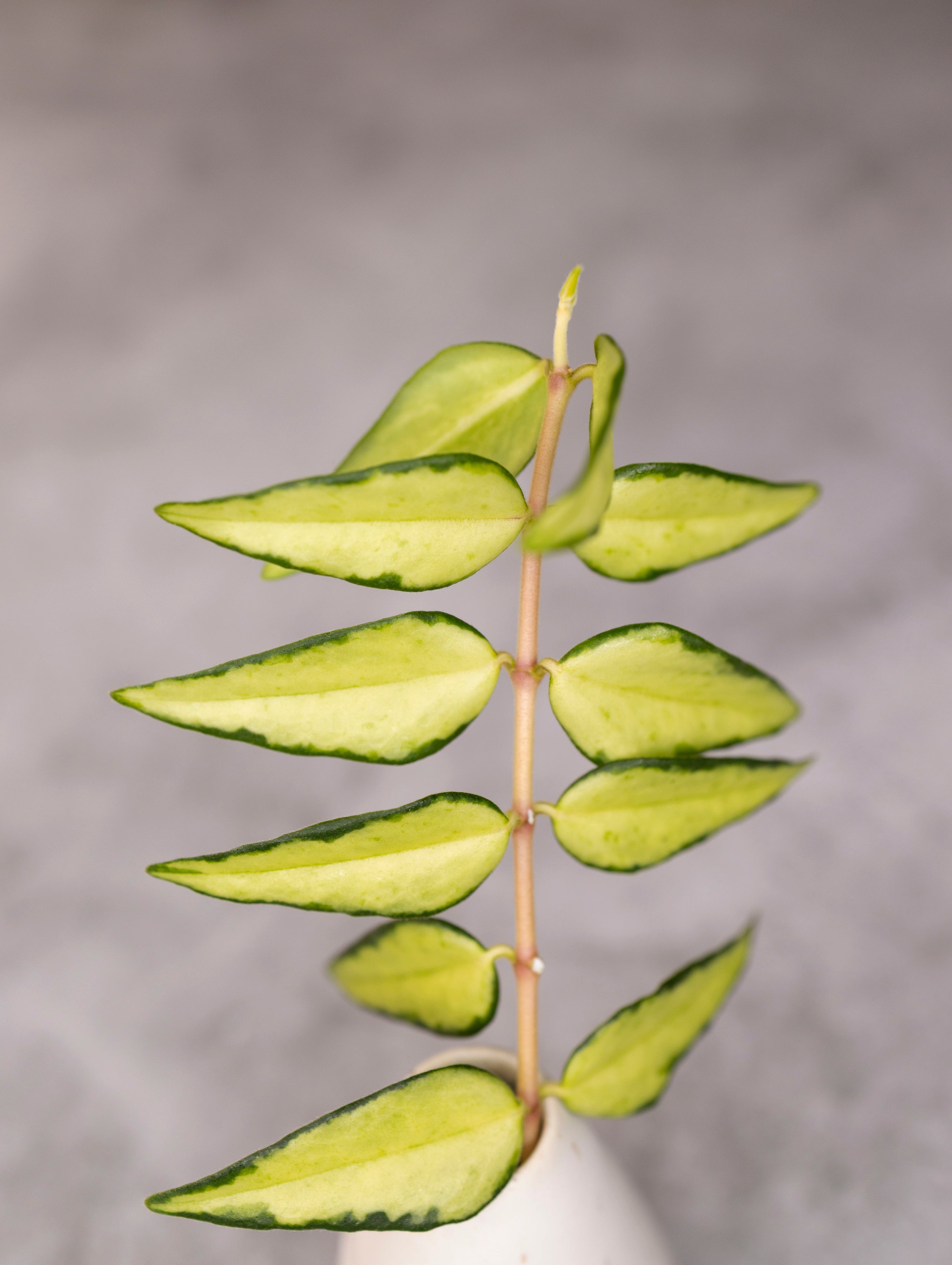 Close-up of a plant stem with green leaves against a gray background