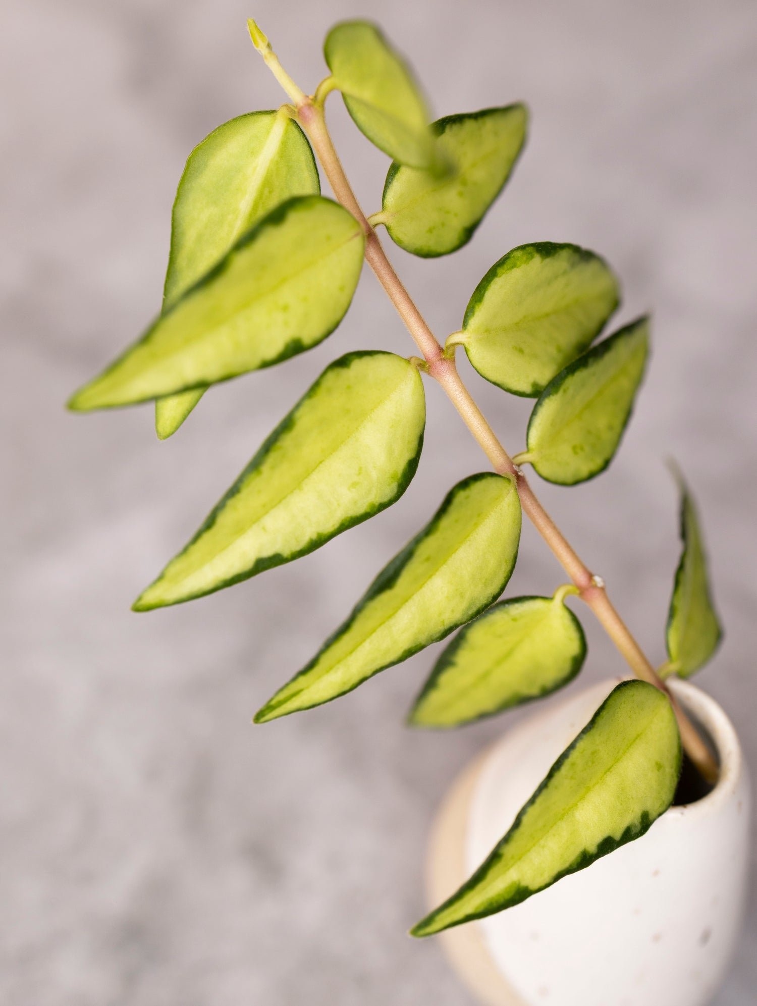 Close-up of a green leafy plant in a white pot against a gray background