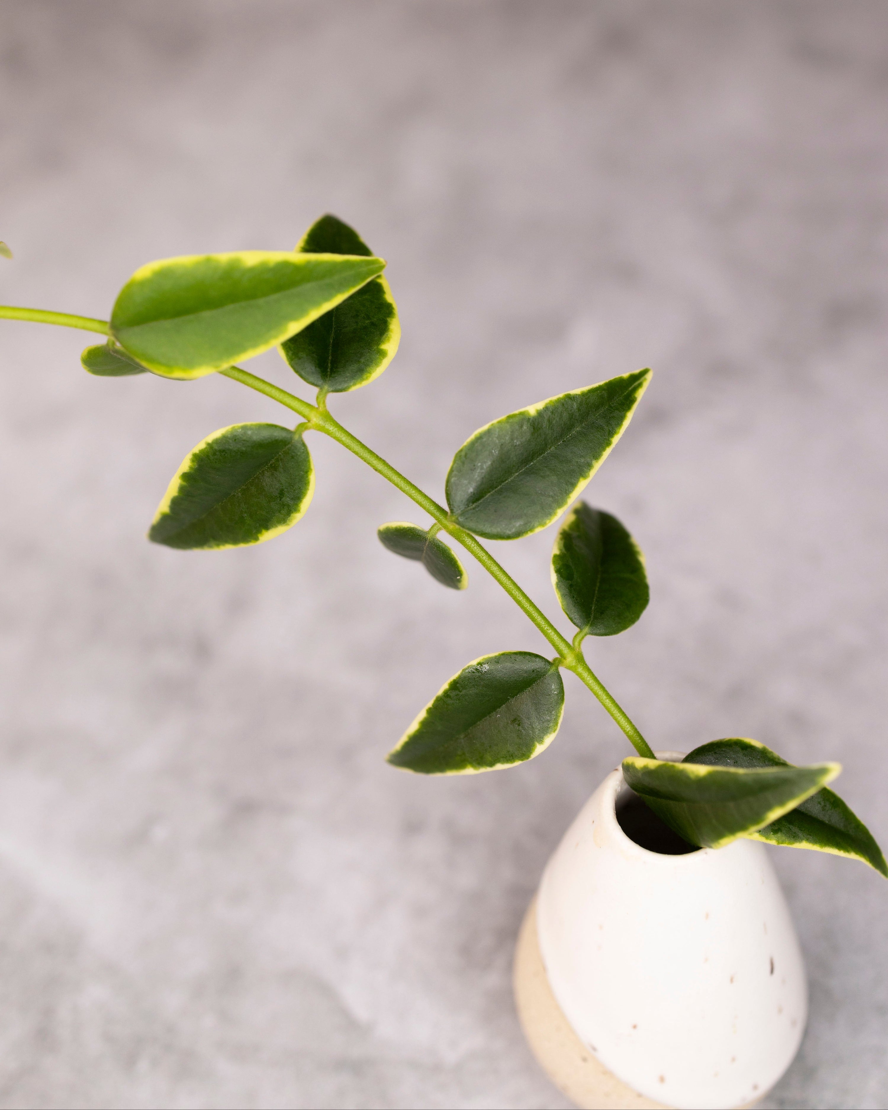White vase with a green leafy branch on a gray background