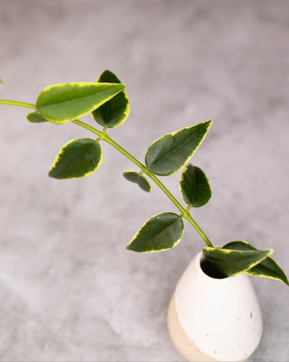 White vase with a green leafy branch on a gray background