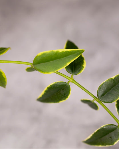 Close-up of green leaves on a blurred gray background