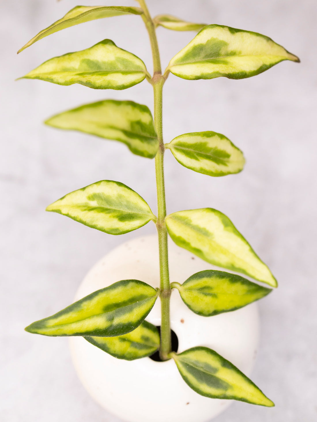 Hoya bella &