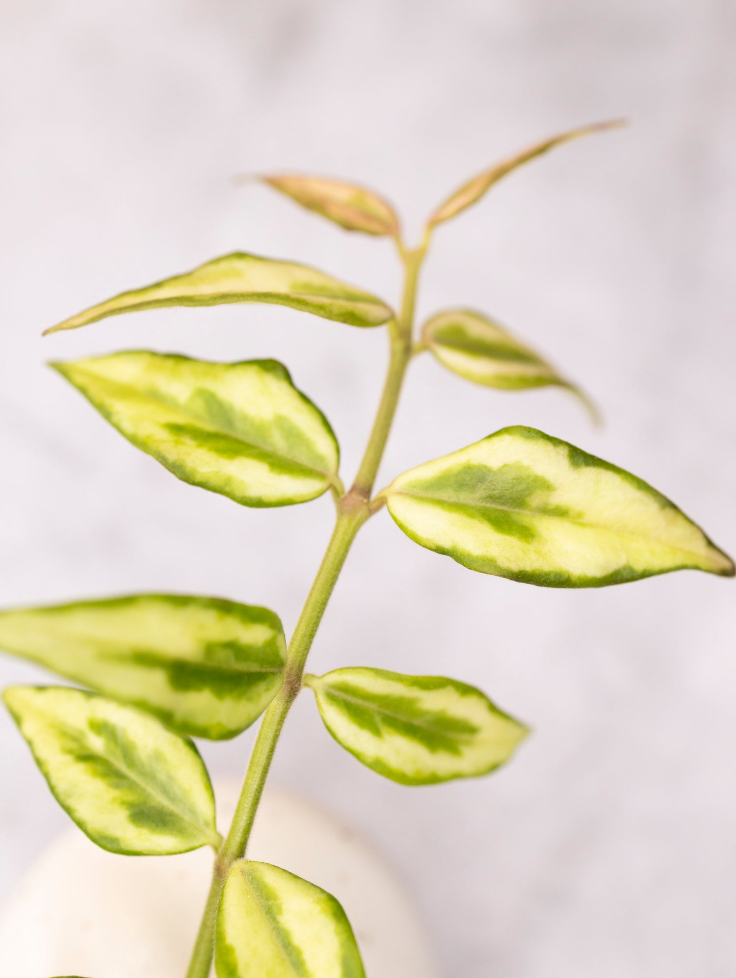 Hoya bella &