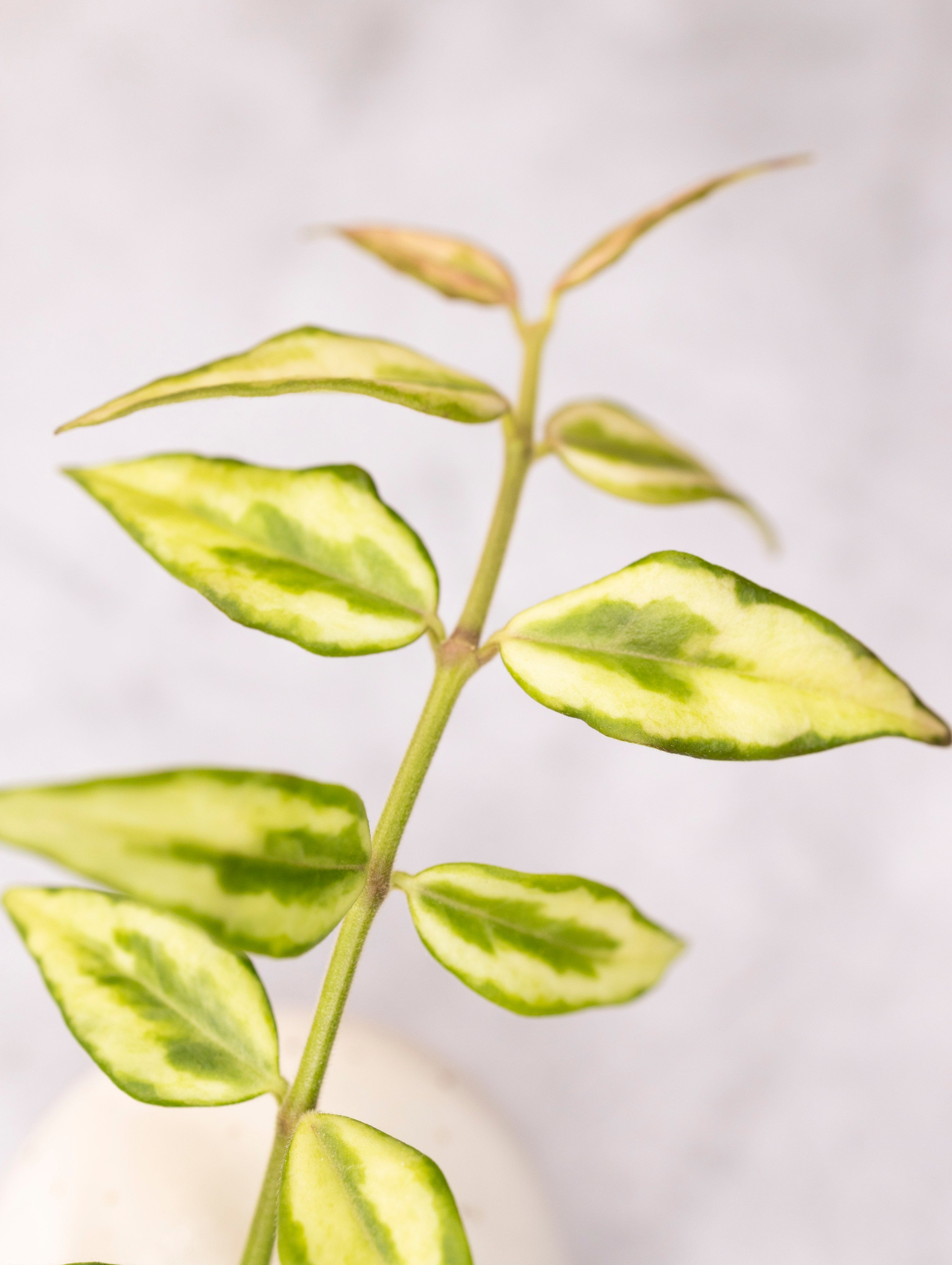 Hoya bella &