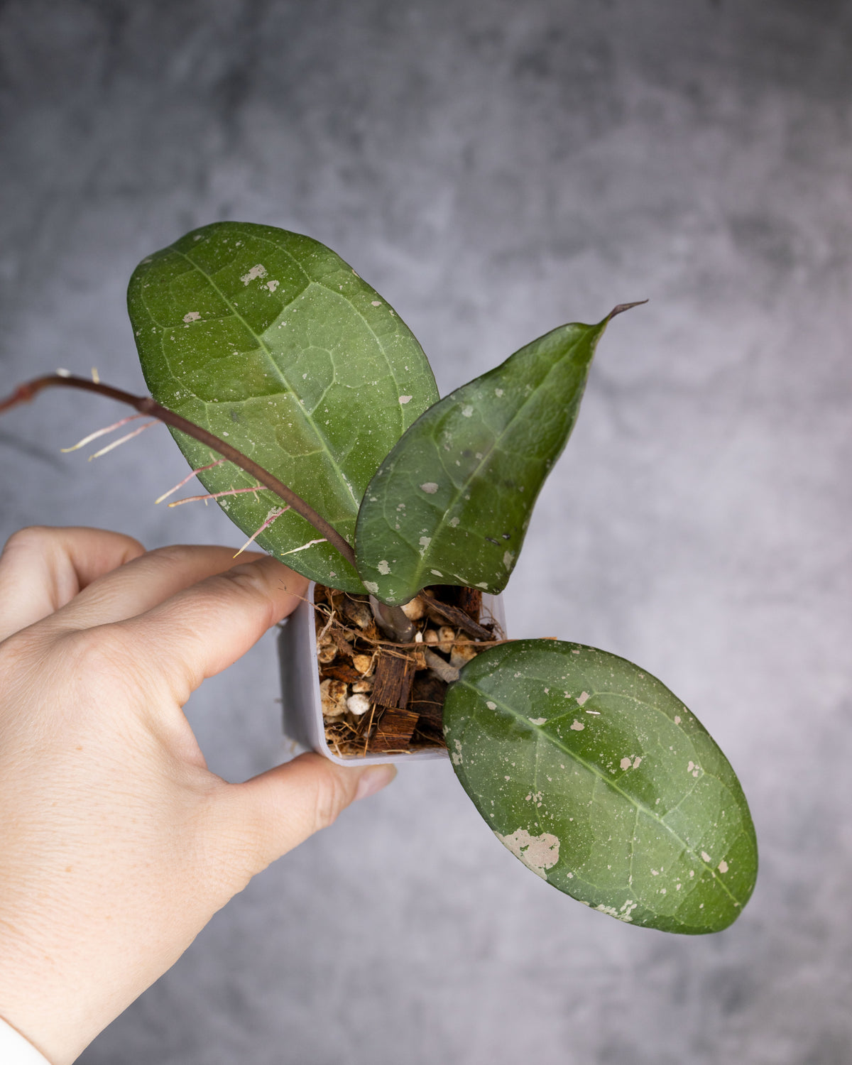 Hoya &