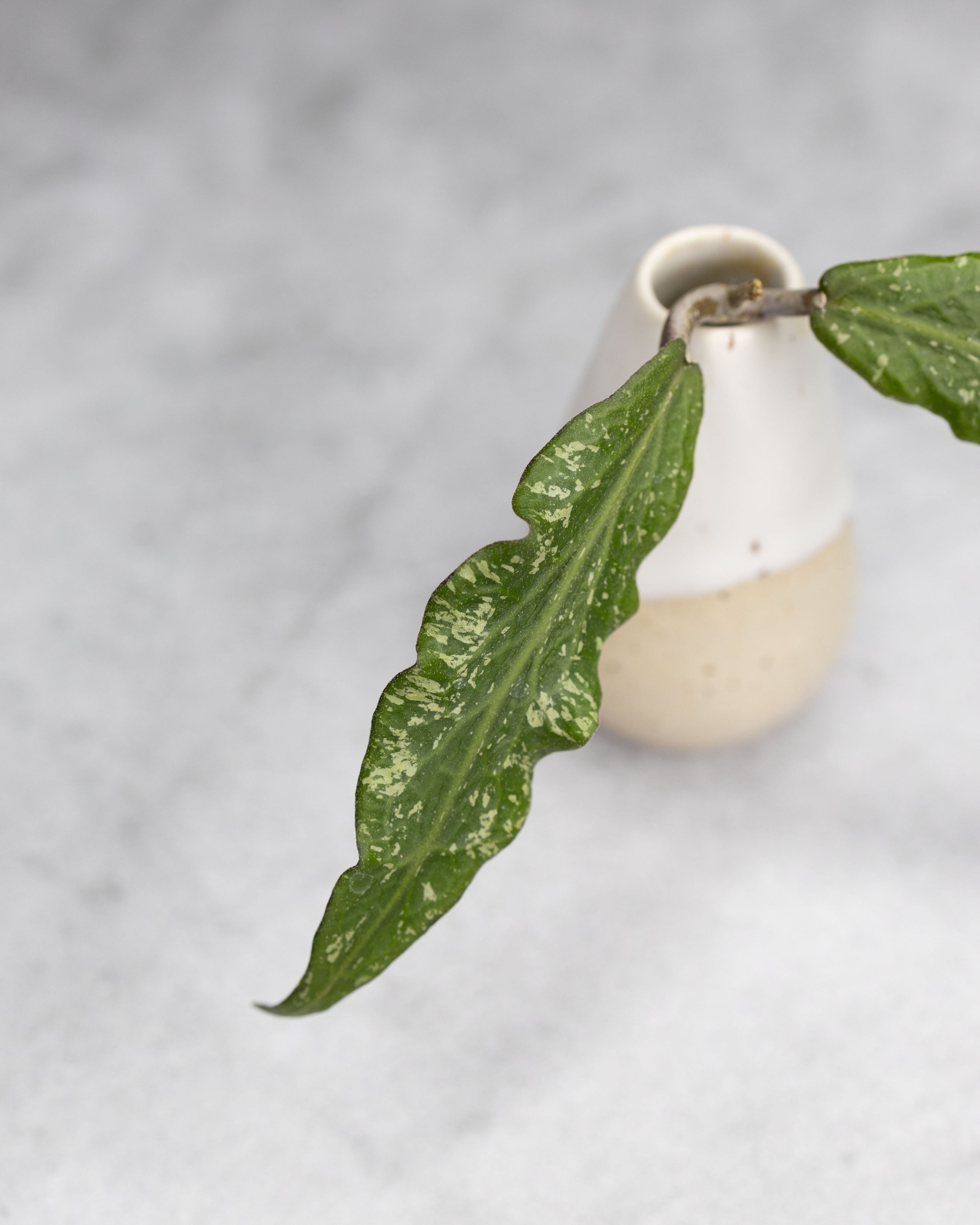 Hoya sp. (Blang Beke Z3)