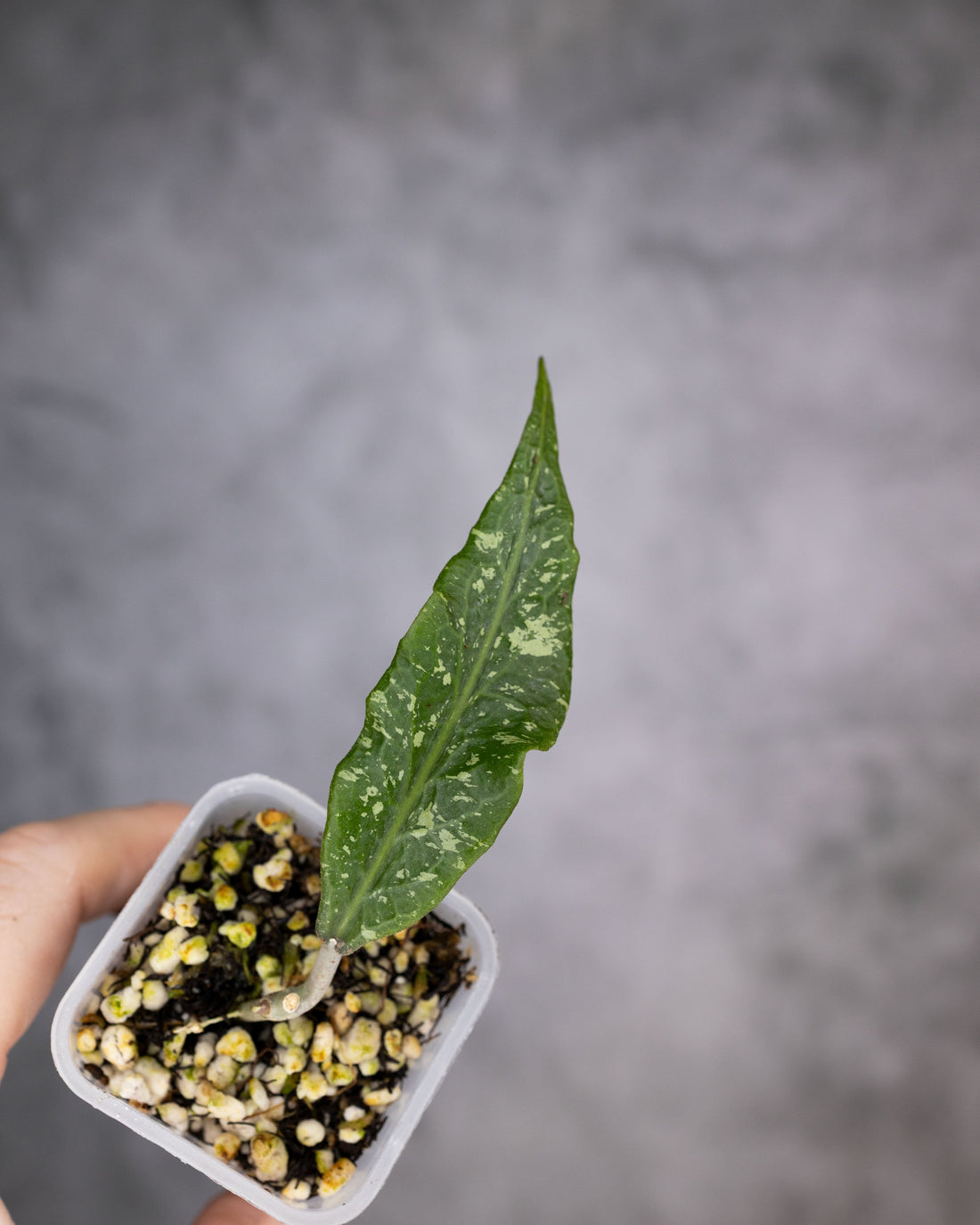 Hoya sp blagbekez3