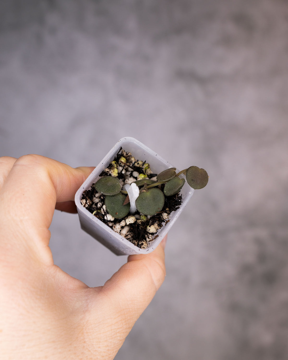 Hoya boycei