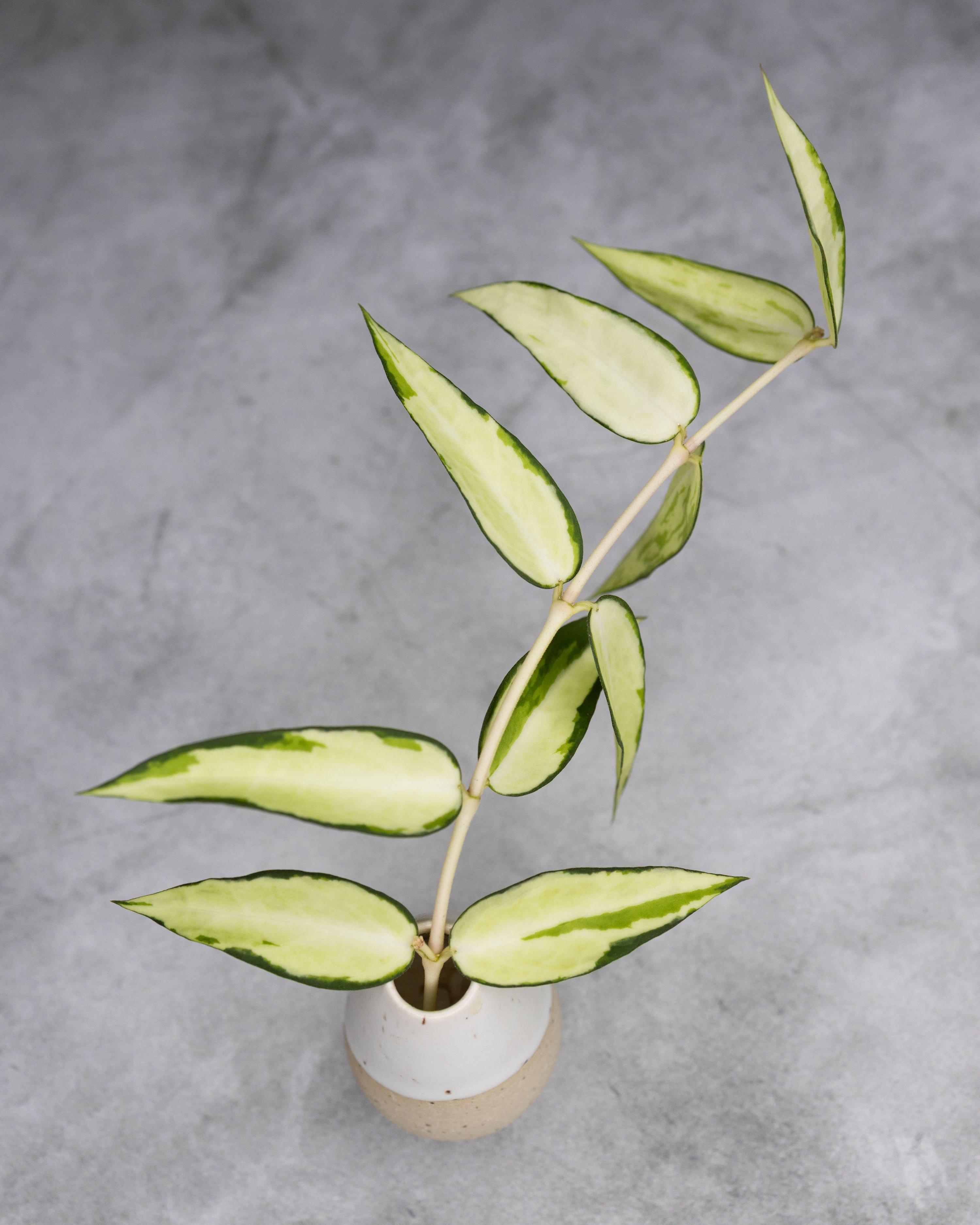 Hoya burmanica (Variegaed)
