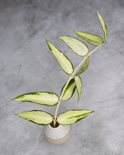 Hoya burmanica (Variegaed)