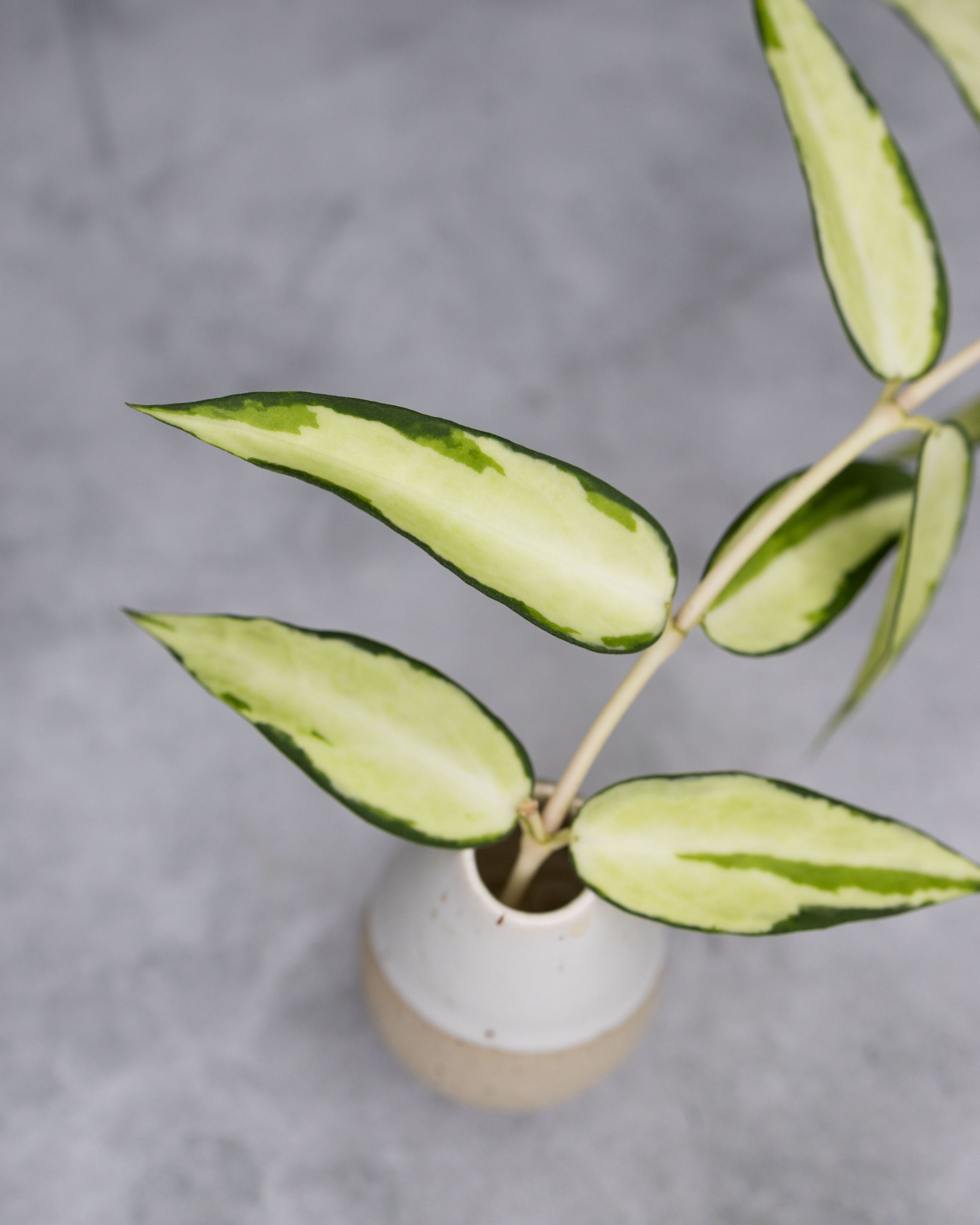 Hoya burmanica (Variegaed)